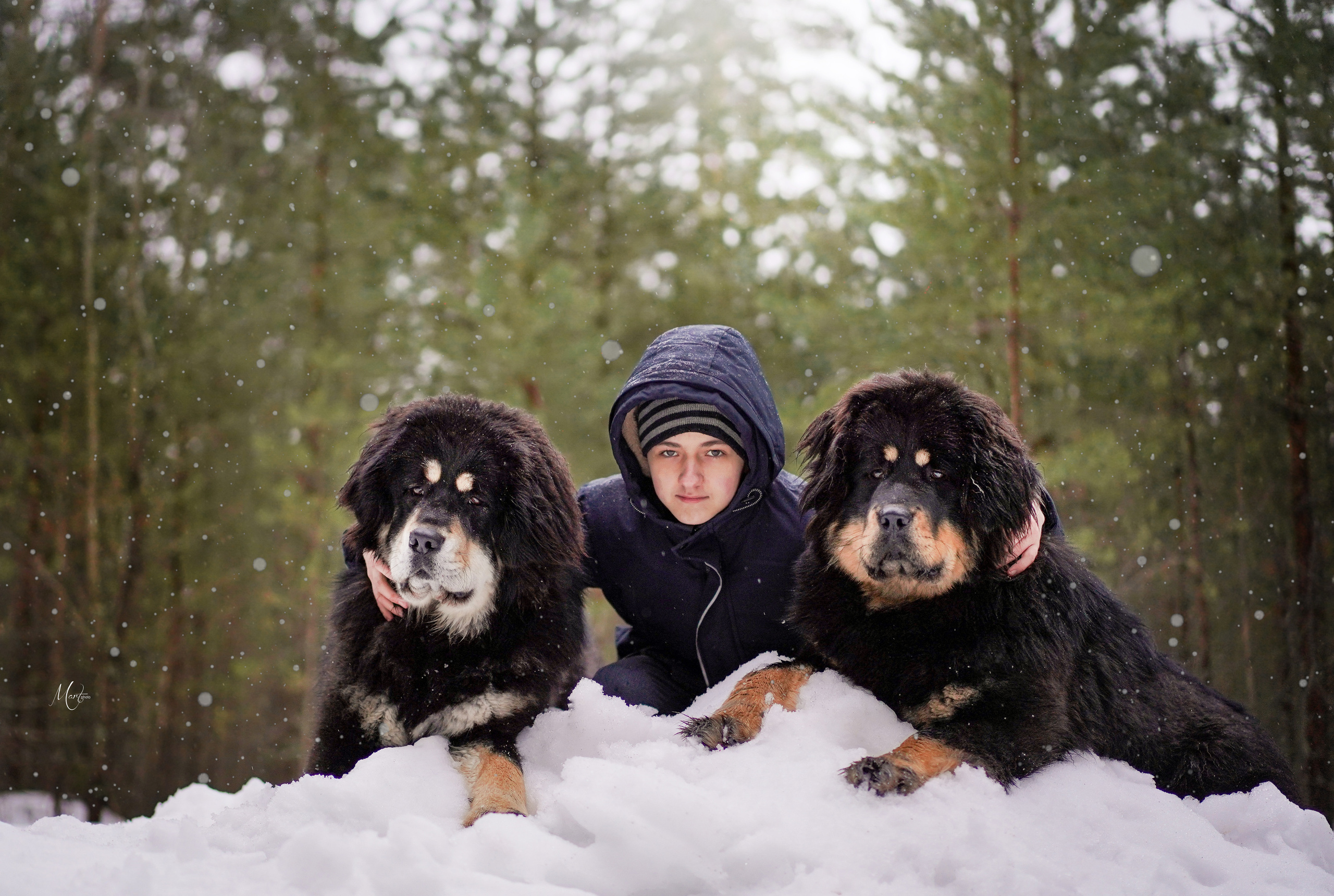 Тибеты. Фотограф-анималист в Санкт-Петербурге Яна Мартынова