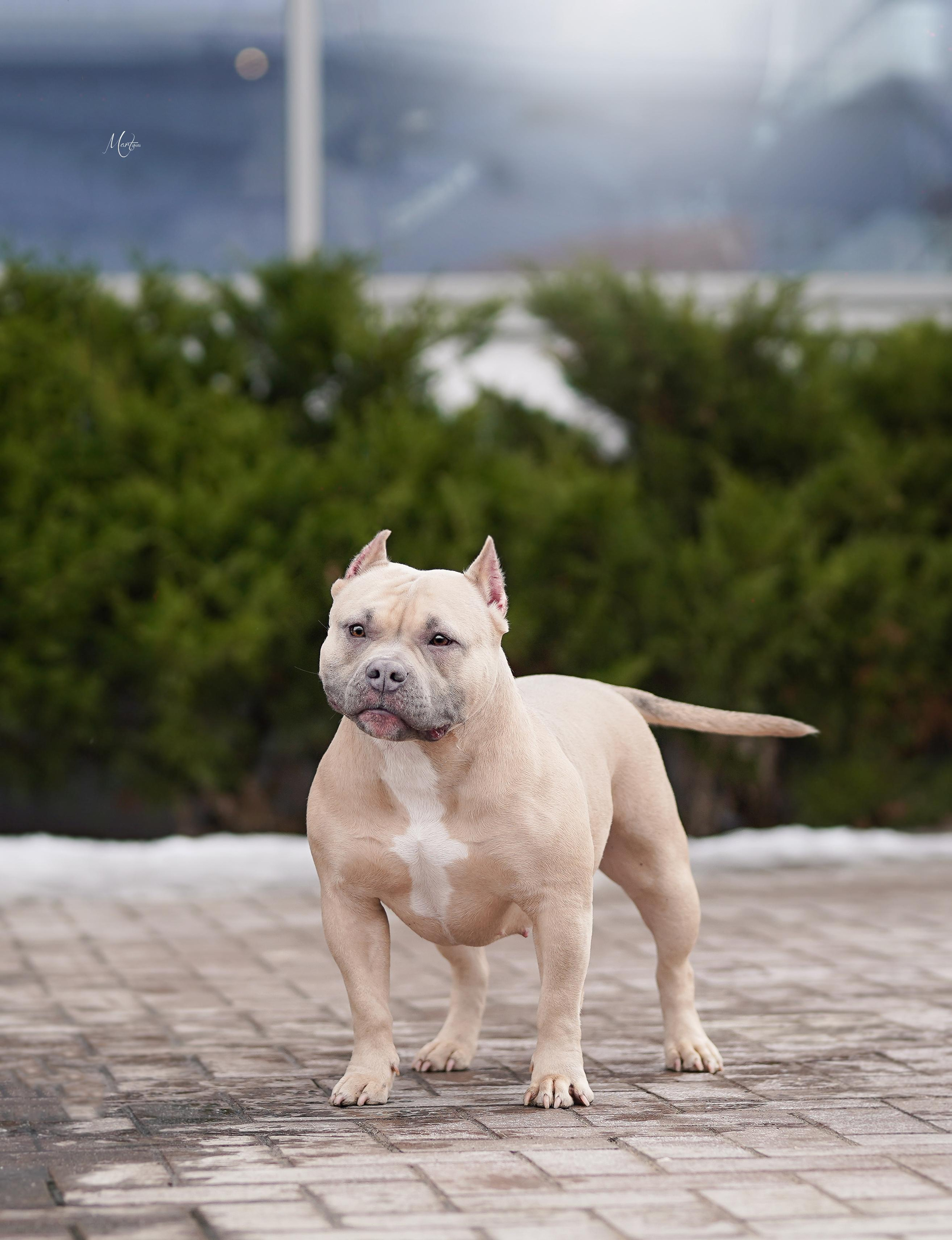 Экстерьерная съемка 2023. Фотограф-анималист в Санкт-Петербурге Яна Мартынова