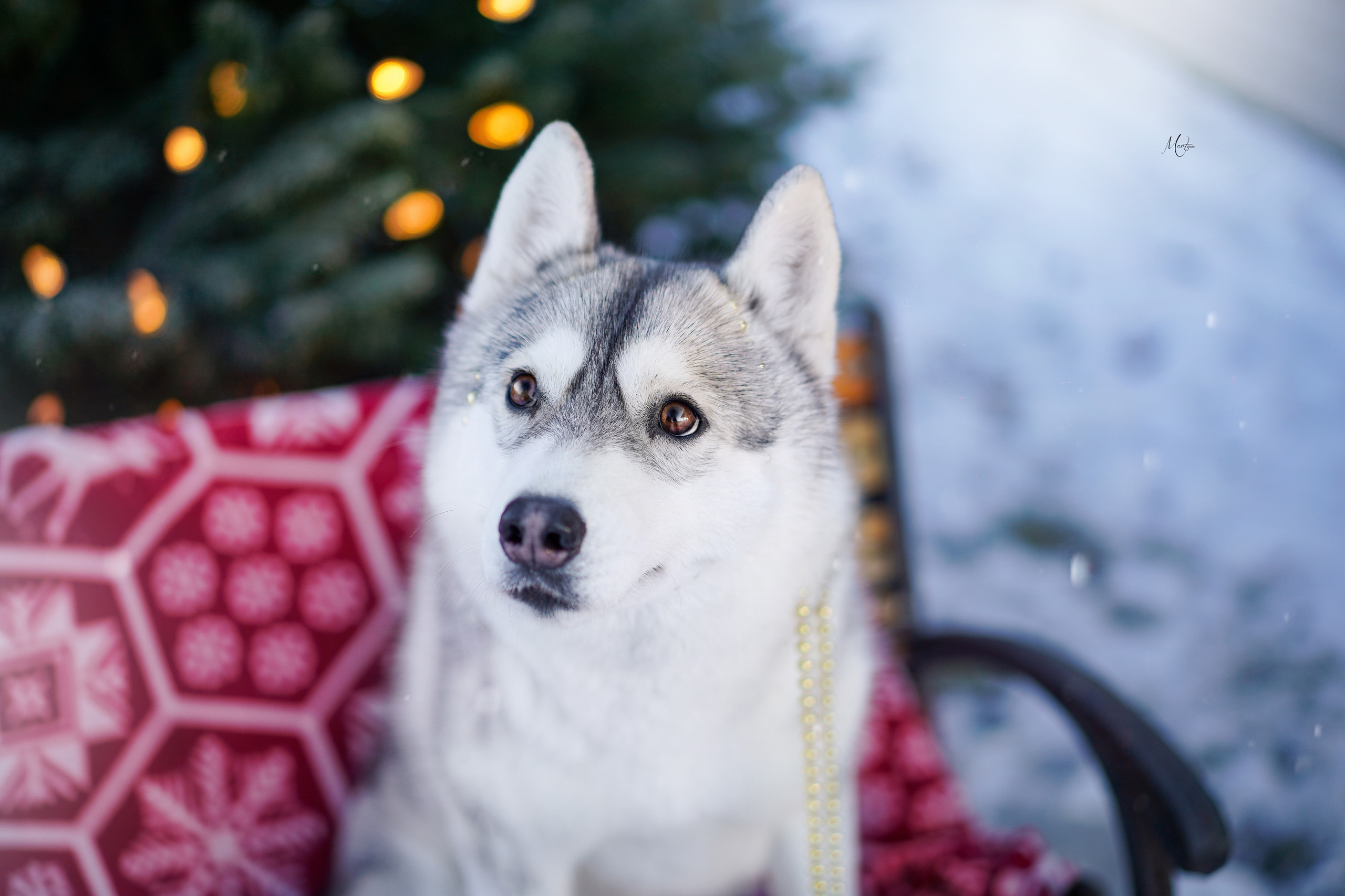 Саша и хаски зима. Фотограф-анималист в Санкт-Петербурге Яна Мартынова