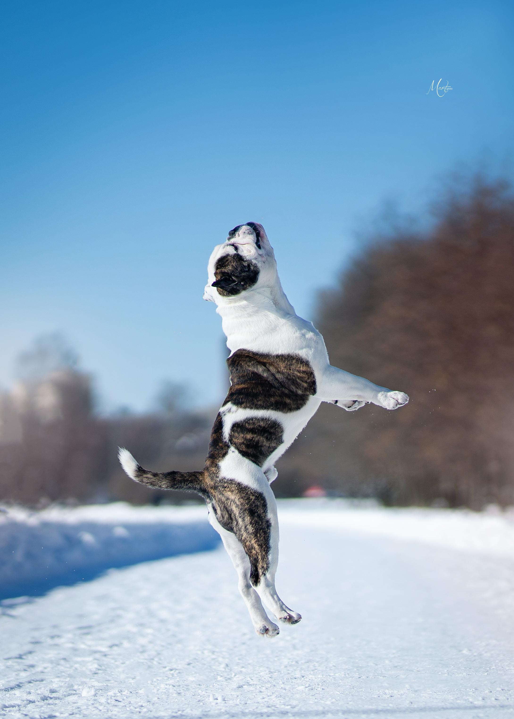 Наташа и Прайм. Фотограф-анималист в Санкт-Петербурге Яна Мартынова