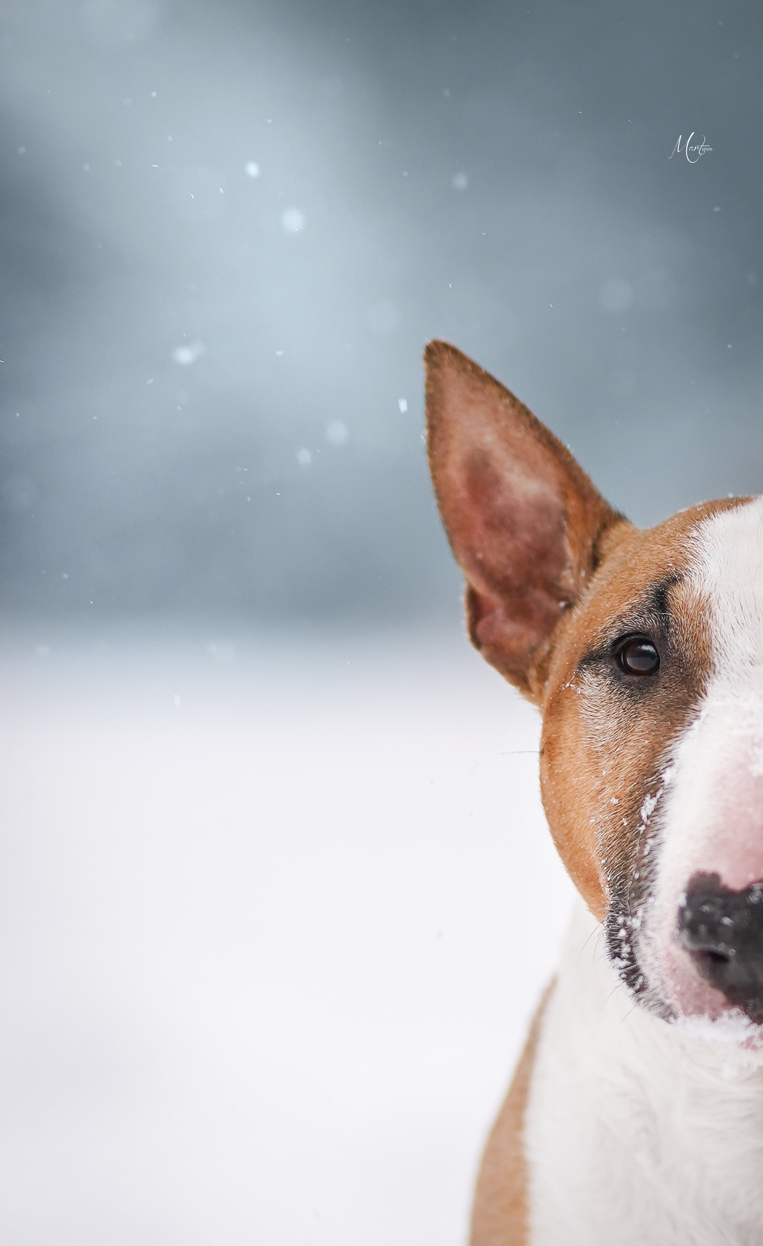 Юни зима. Фотограф-анималист в Санкт-Петербурге Яна Мартынова