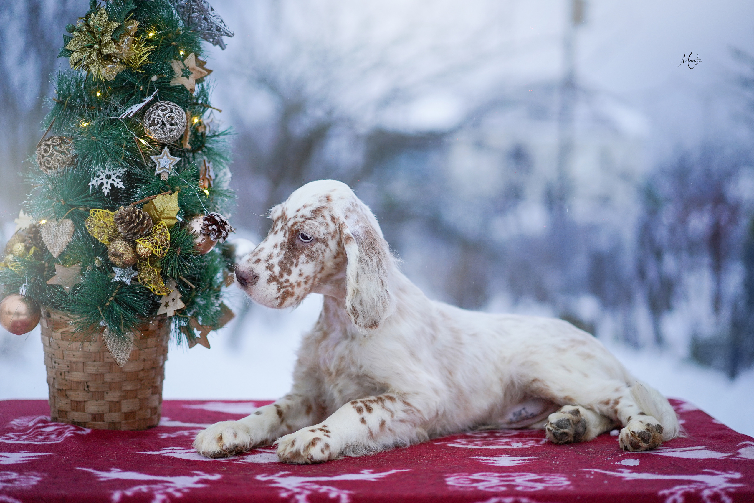 Щенки английского сеттера. Фотограф-анималист в Санкт-Петербурге Яна Мартынова