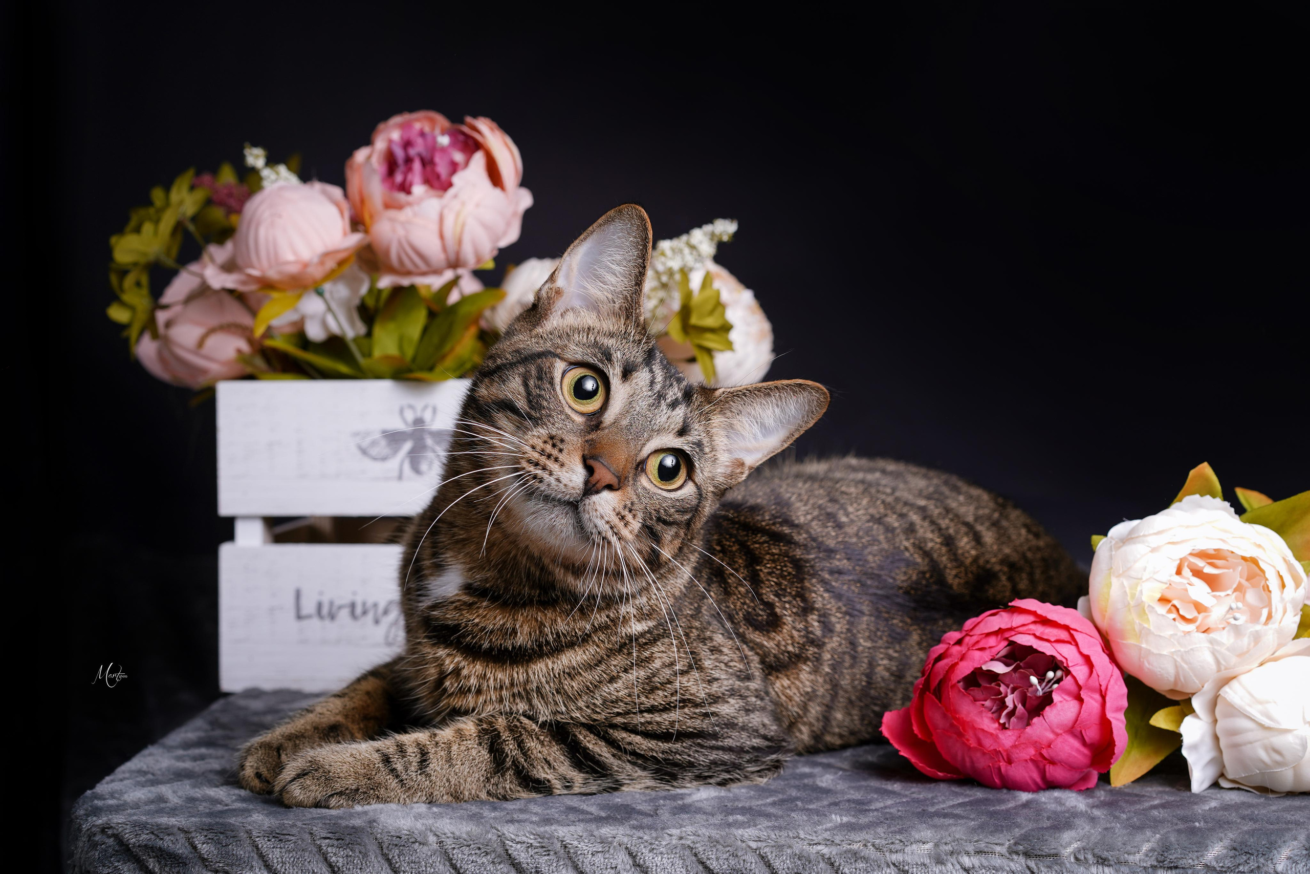 Маффин и Сэм в цветах. Фотограф-анималист в Санкт-Петербурге Яна Мартынова