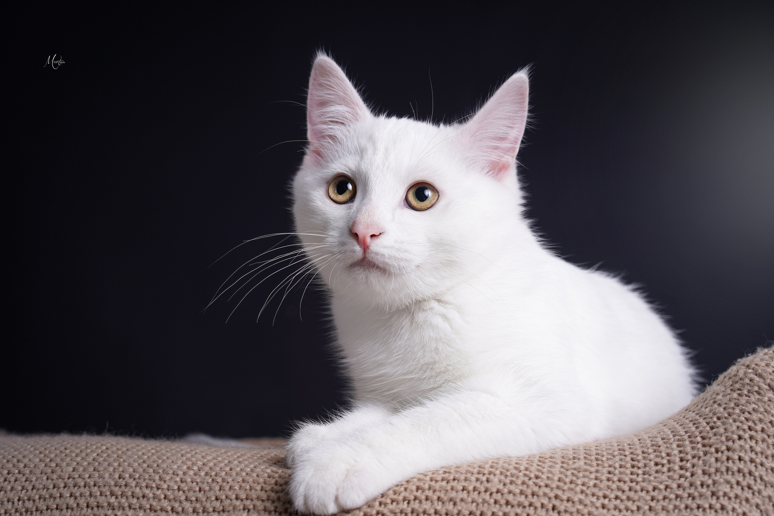 Сэм, Маффин и Эффи. Фотограф-анималист в Санкт-Петербурге Яна Мартынова