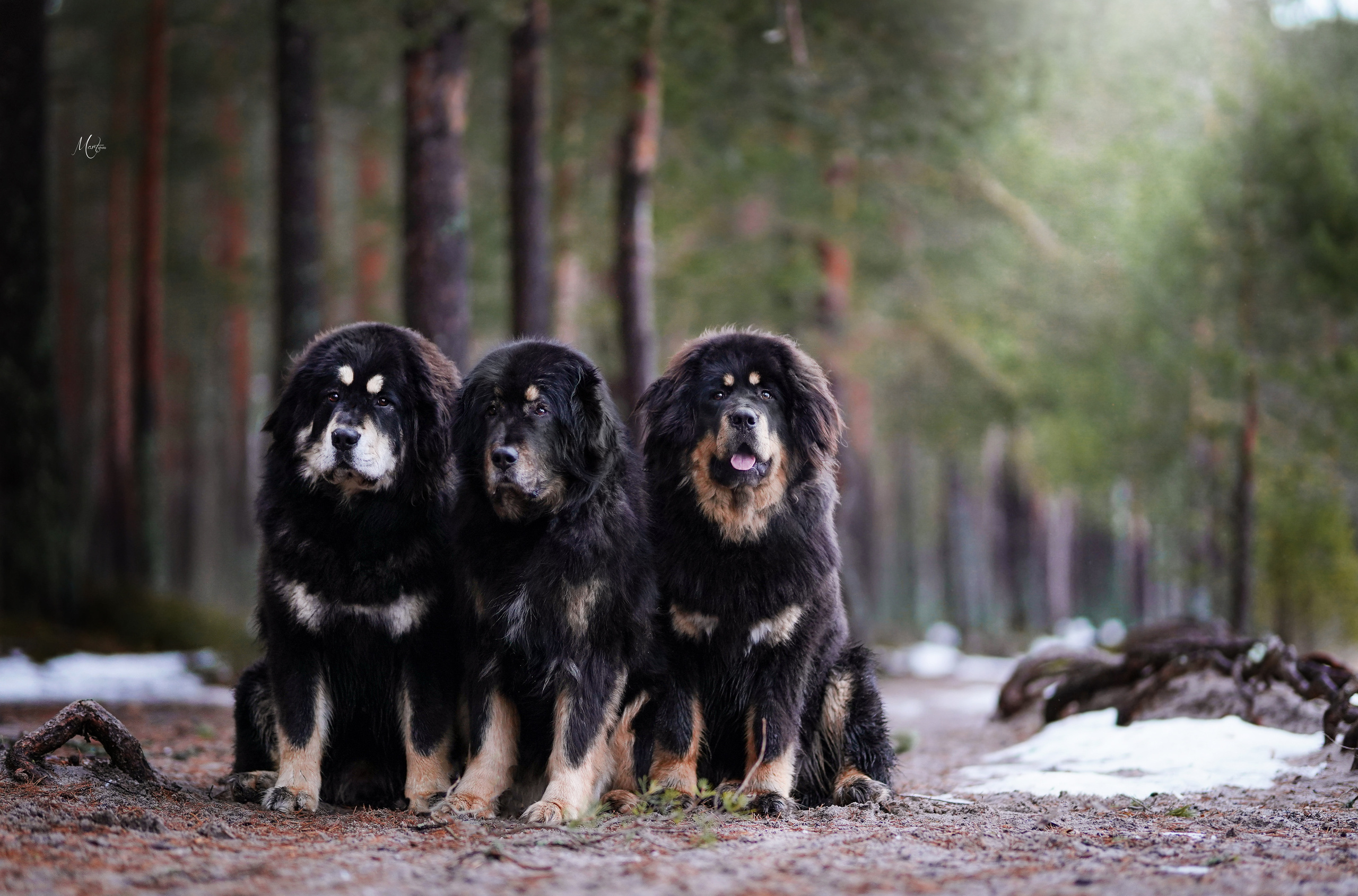 Тибеты. Фотограф-анималист в Санкт-Петербурге Яна Мартынова