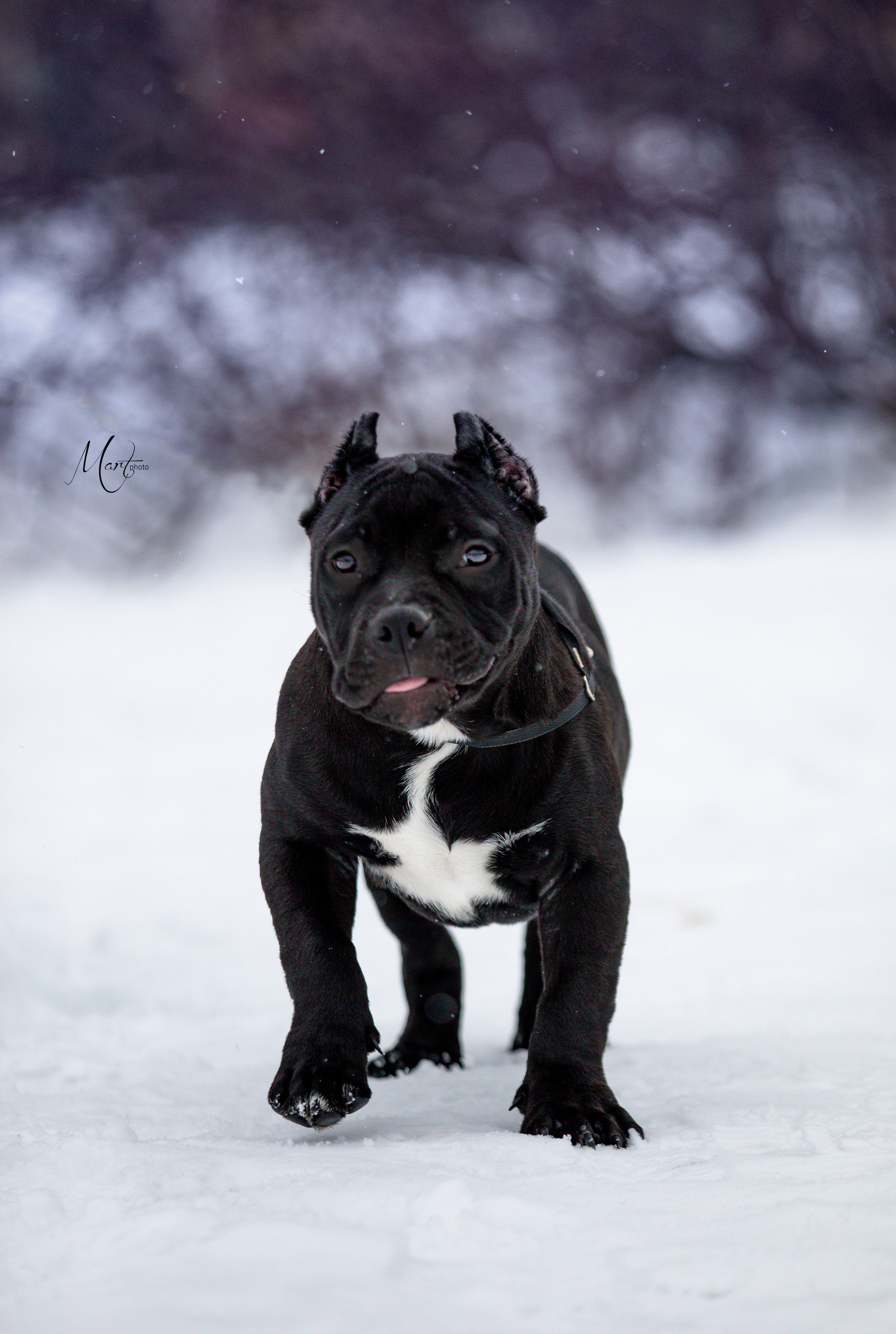 Щенки американского булли. Фотограф-анималист в Санкт-Петербурге Яна Мартынова