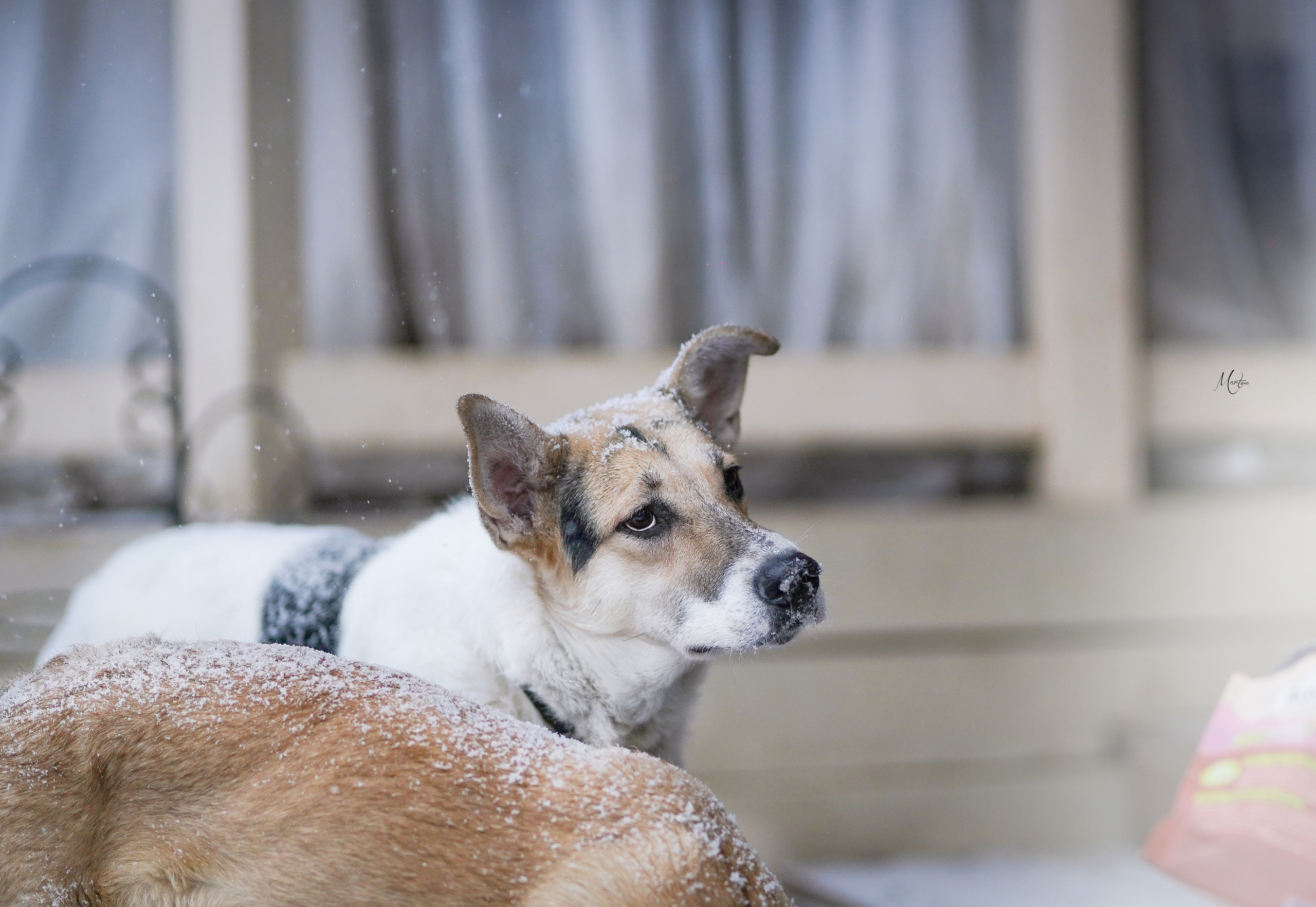 Ищут дом. Фотограф-анималист в Санкт-Петербурге Яна Мартынова