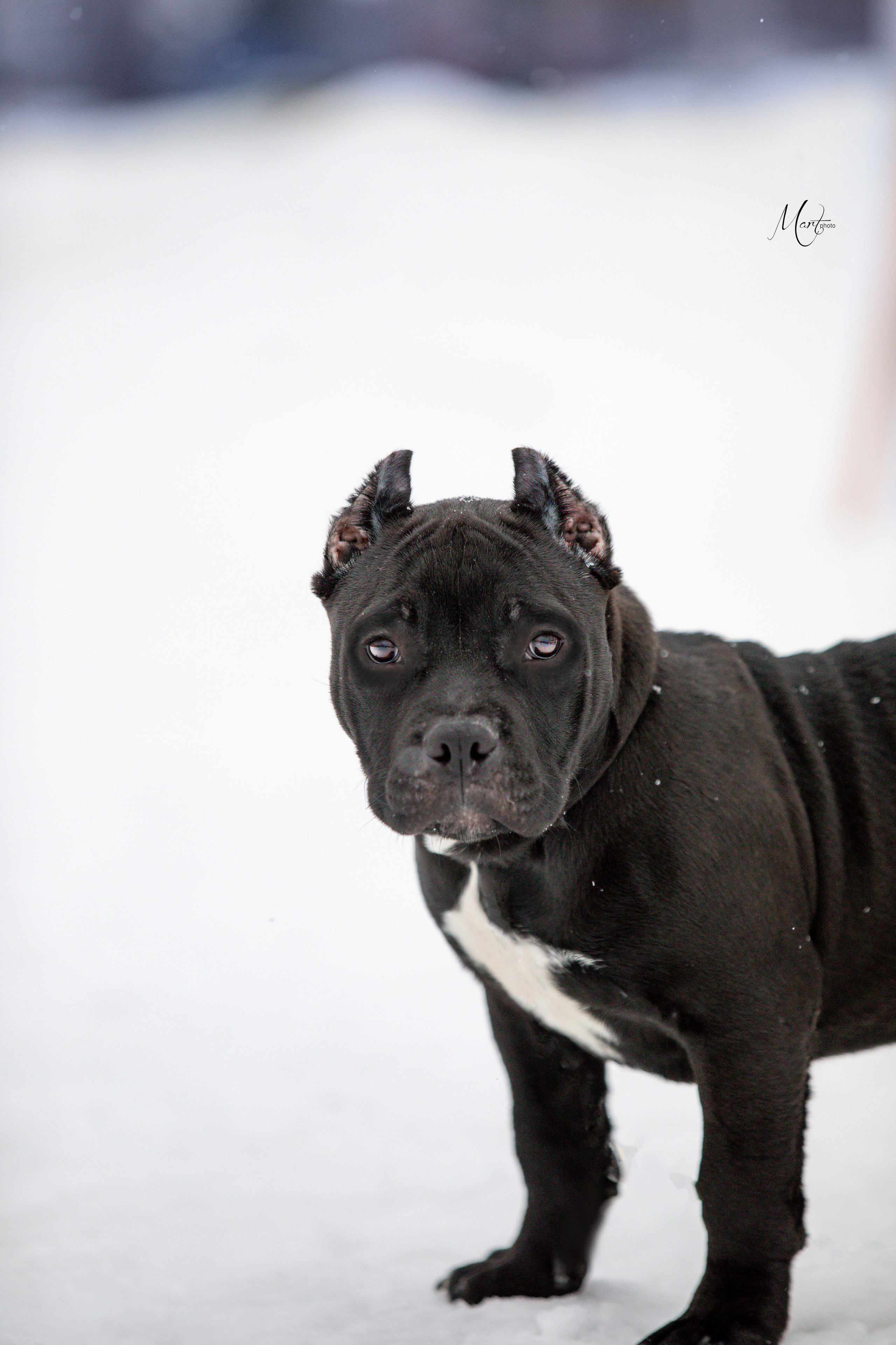 Щенки американского булли. Фотограф-анималист в Санкт-Петербурге Яна Мартынова