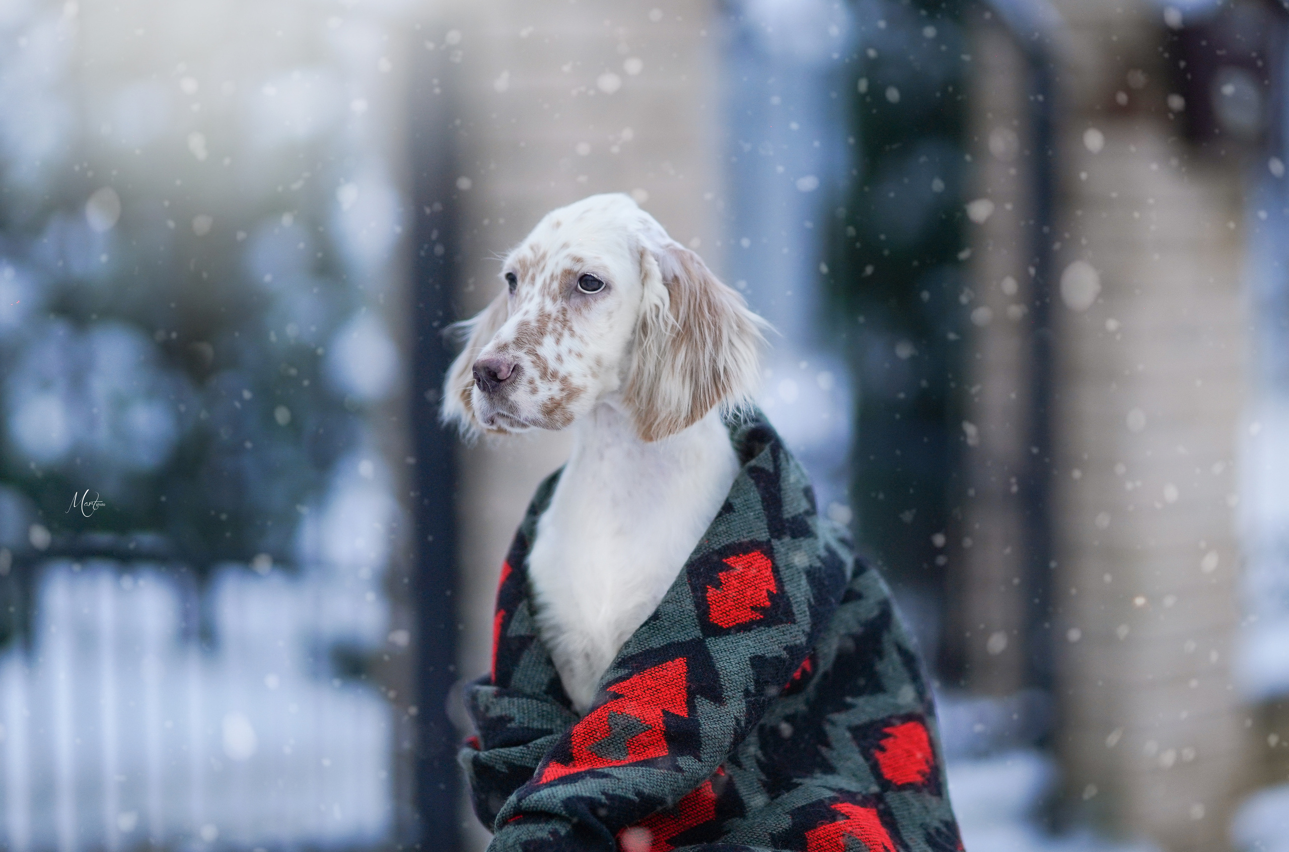 Щенки английского сеттера. Фотограф-анималист в Санкт-Петербурге Яна Мартынова