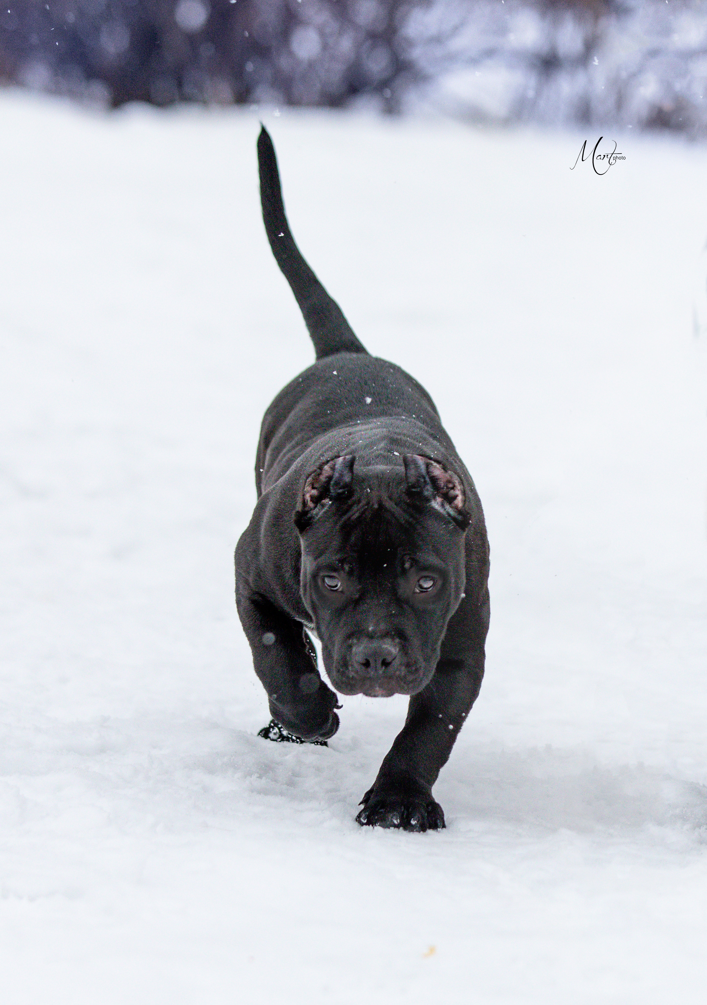 Щенки американского булли. Фотограф-анималист в Санкт-Петербурге Яна Мартынова