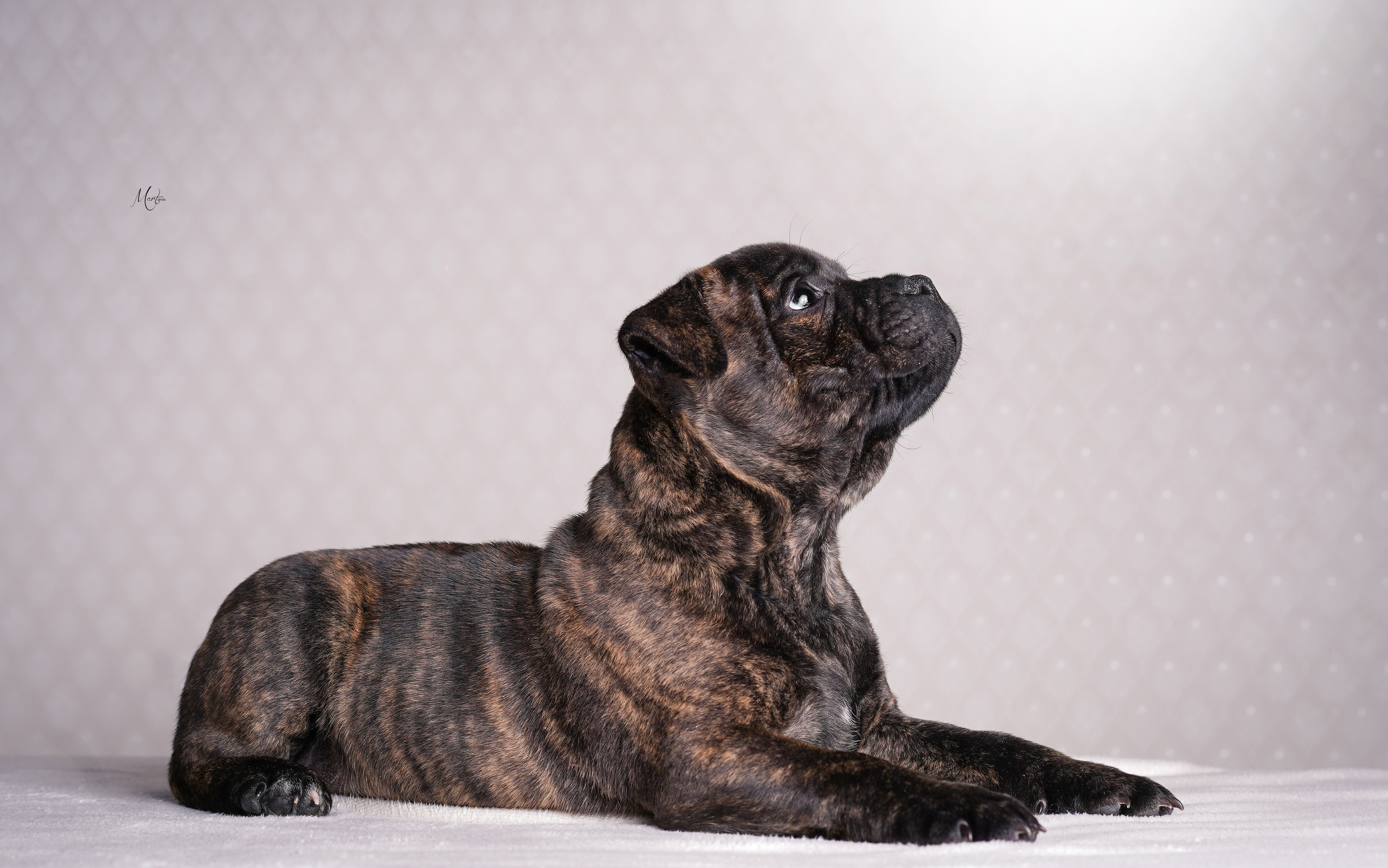 Щенки стаффи. Фотограф-анималист в Санкт-Петербурге Яна Мартынова