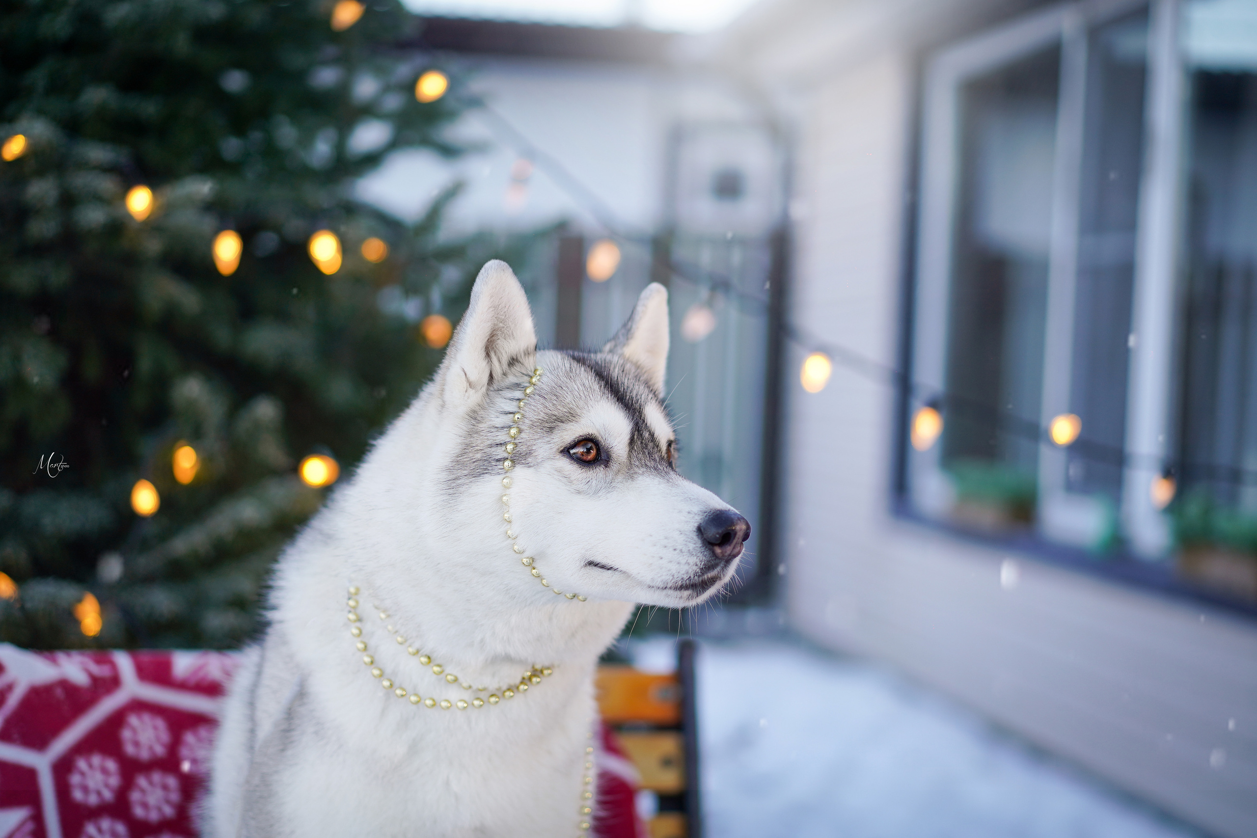 Саша и хаски зима. Фотограф-анималист в Санкт-Петербурге Яна Мартынова