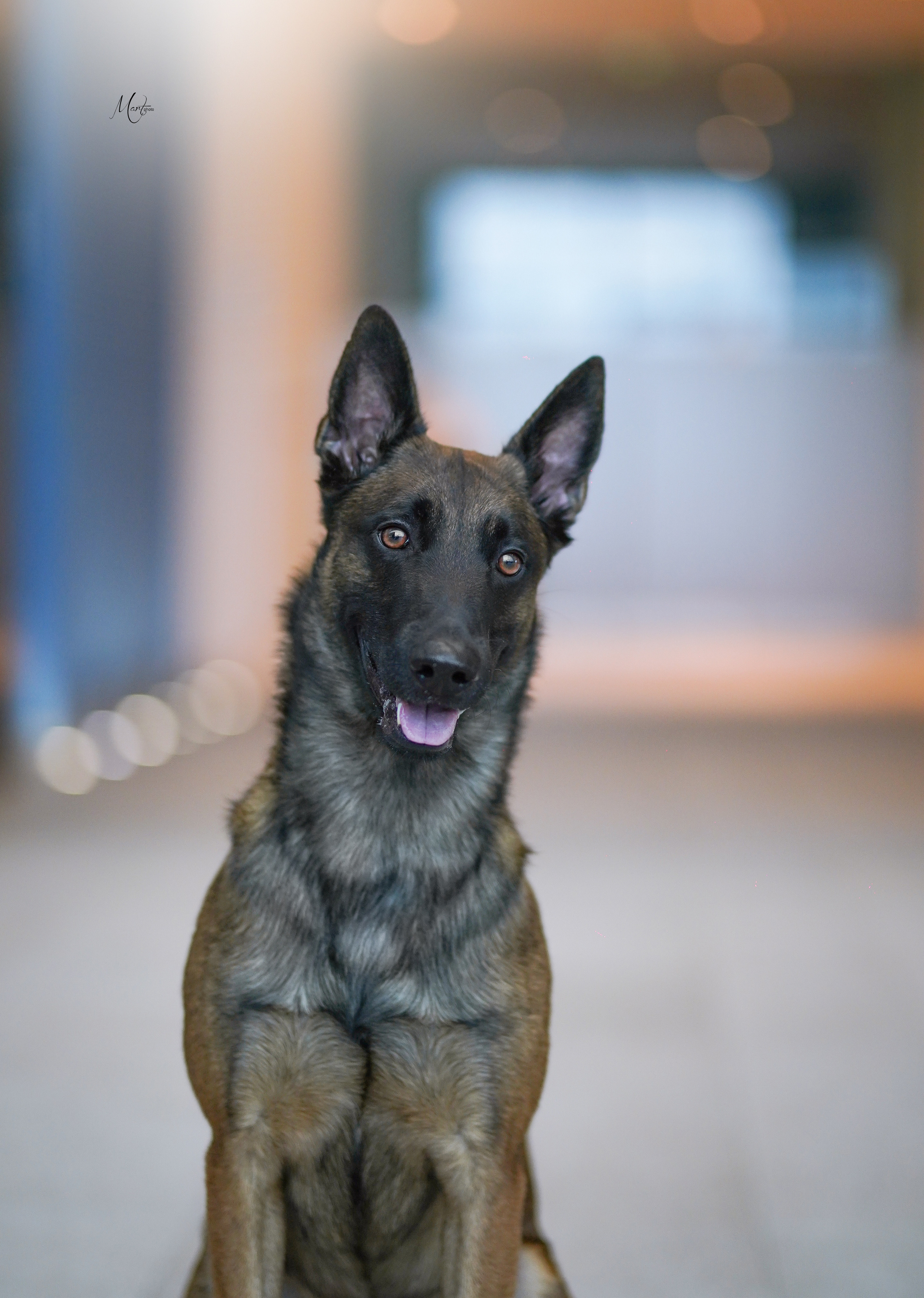 Экстерьерная съемка 2022. Фотограф-анималист в Санкт-Петербурге Яна Мартынова