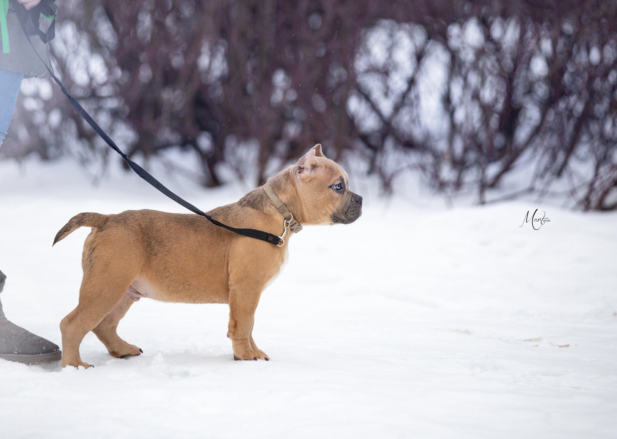 Щенки американского булли. Фотограф-анималист в Санкт-Петербурге Яна Мартынова
