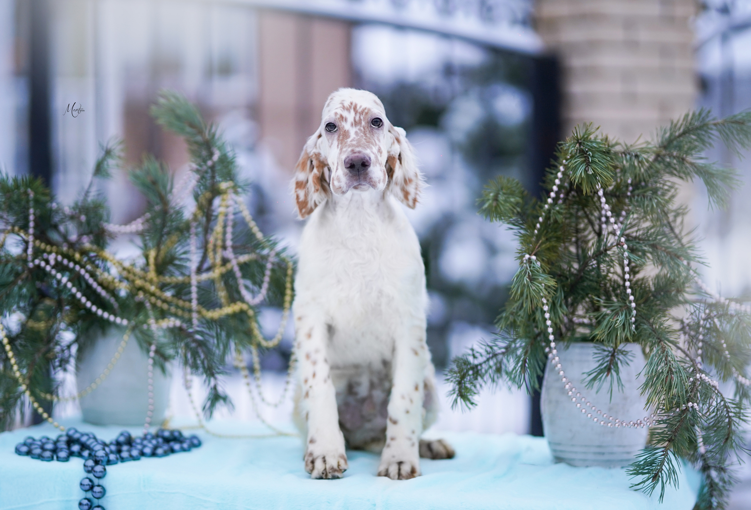 Щенки английского сеттера. Фотограф-анималист в Санкт-Петербурге Яна Мартынова
