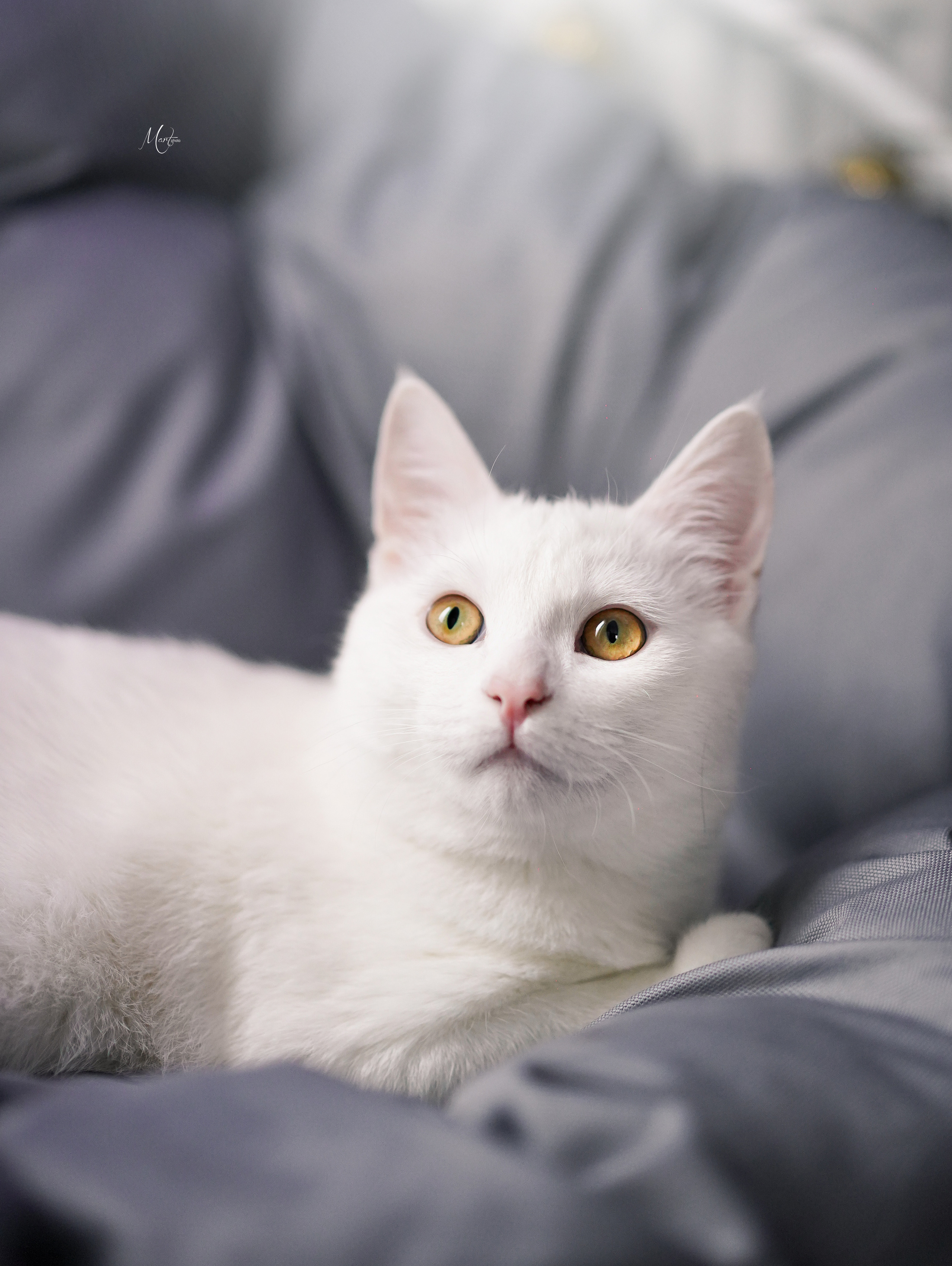 Услуги. Фотограф-анималист в Санкт-Петербурге Яна Мартынова