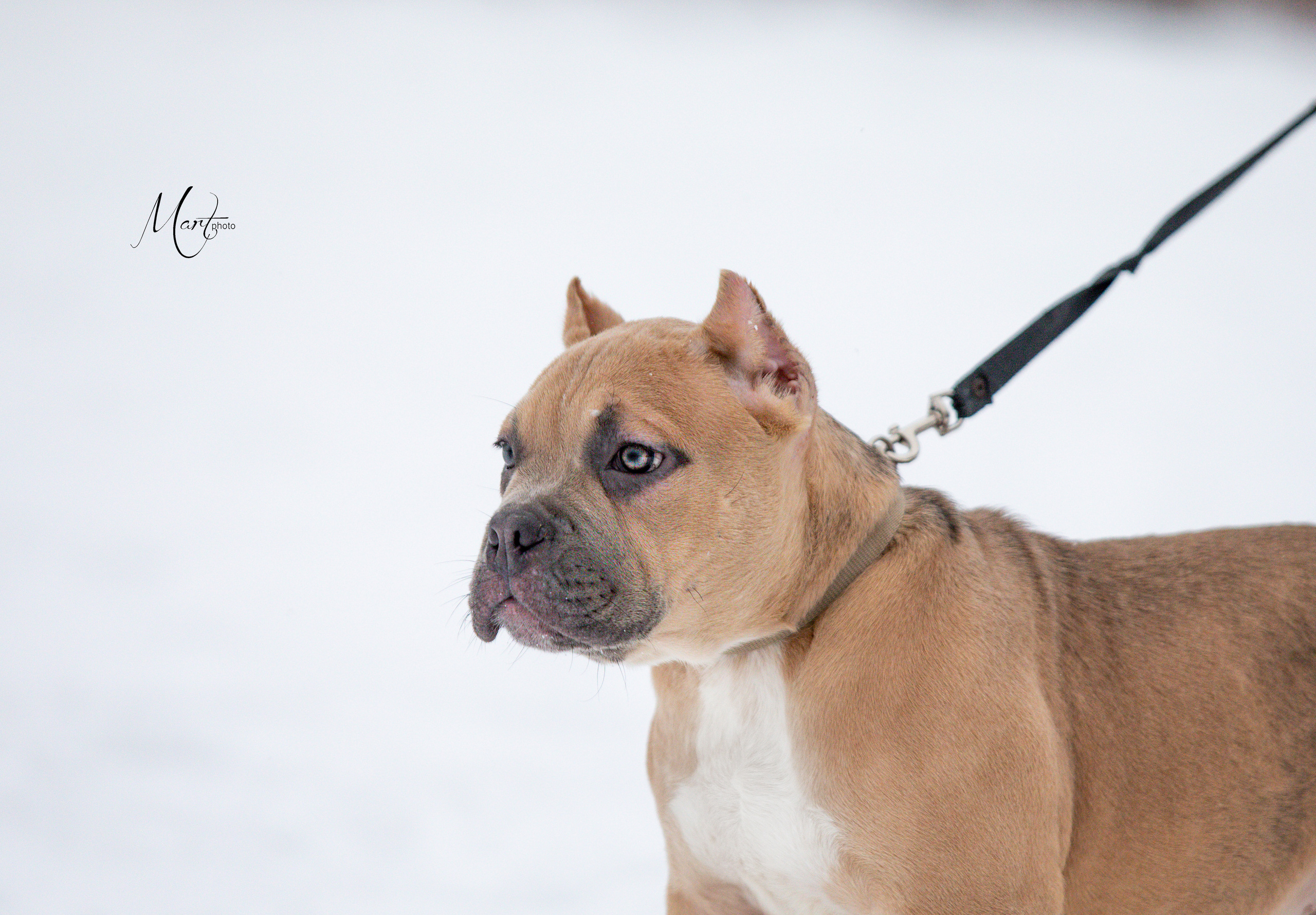 Щенки американского булли. Фотограф-анималист в Санкт-Петербурге Яна Мартынова