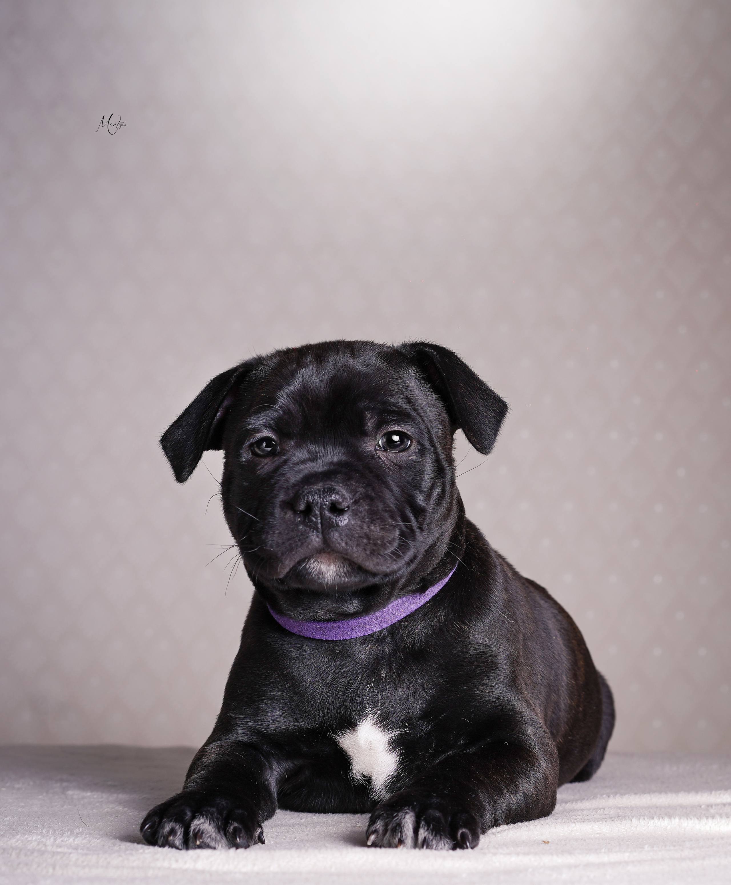 Щенки стаффи. Фотограф-анималист в Санкт-Петербурге Яна Мартынова