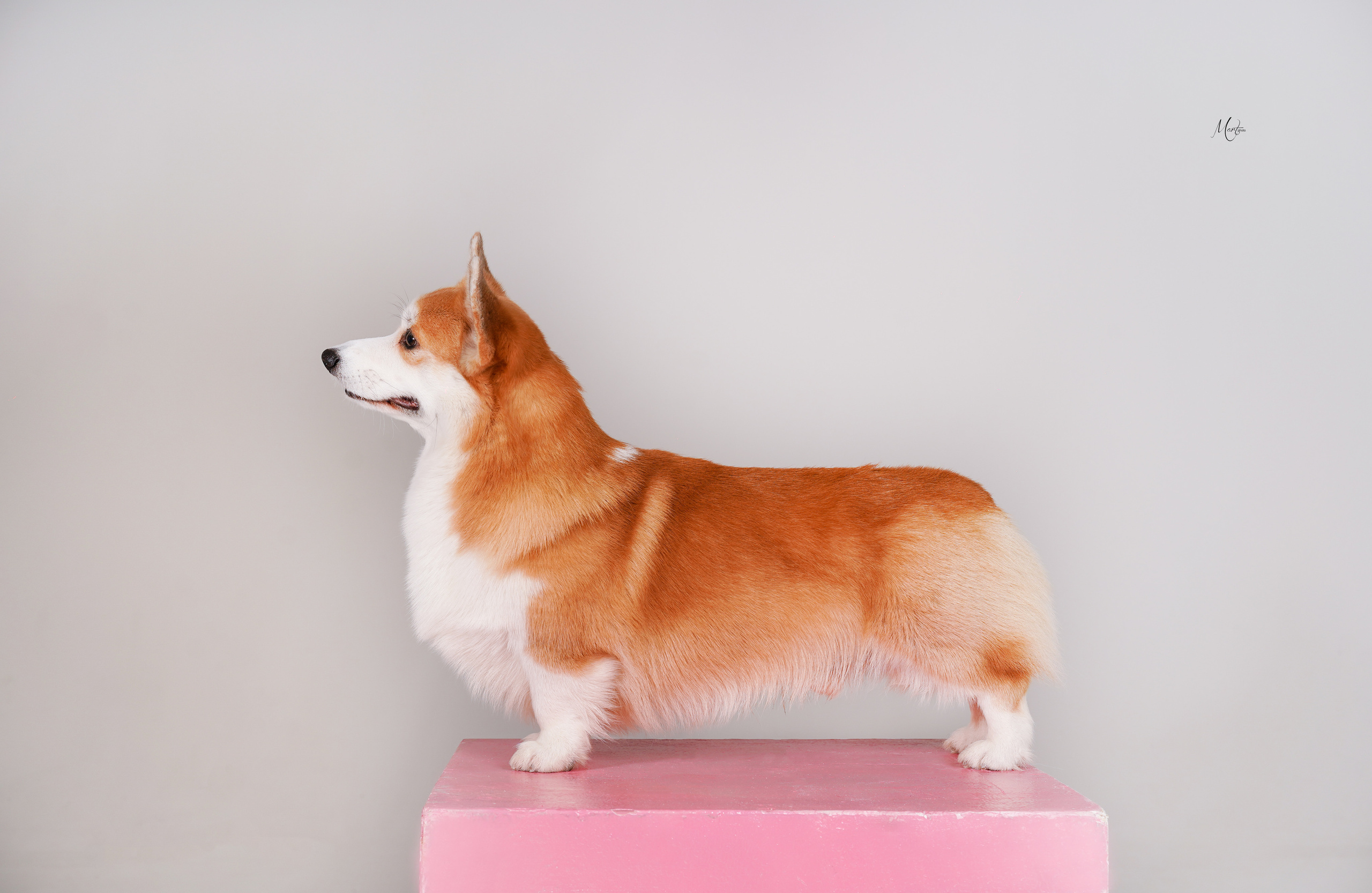 Экстерьерная съемка 2023. Фотограф-анималист в Санкт-Петербурге Яна Мартынова