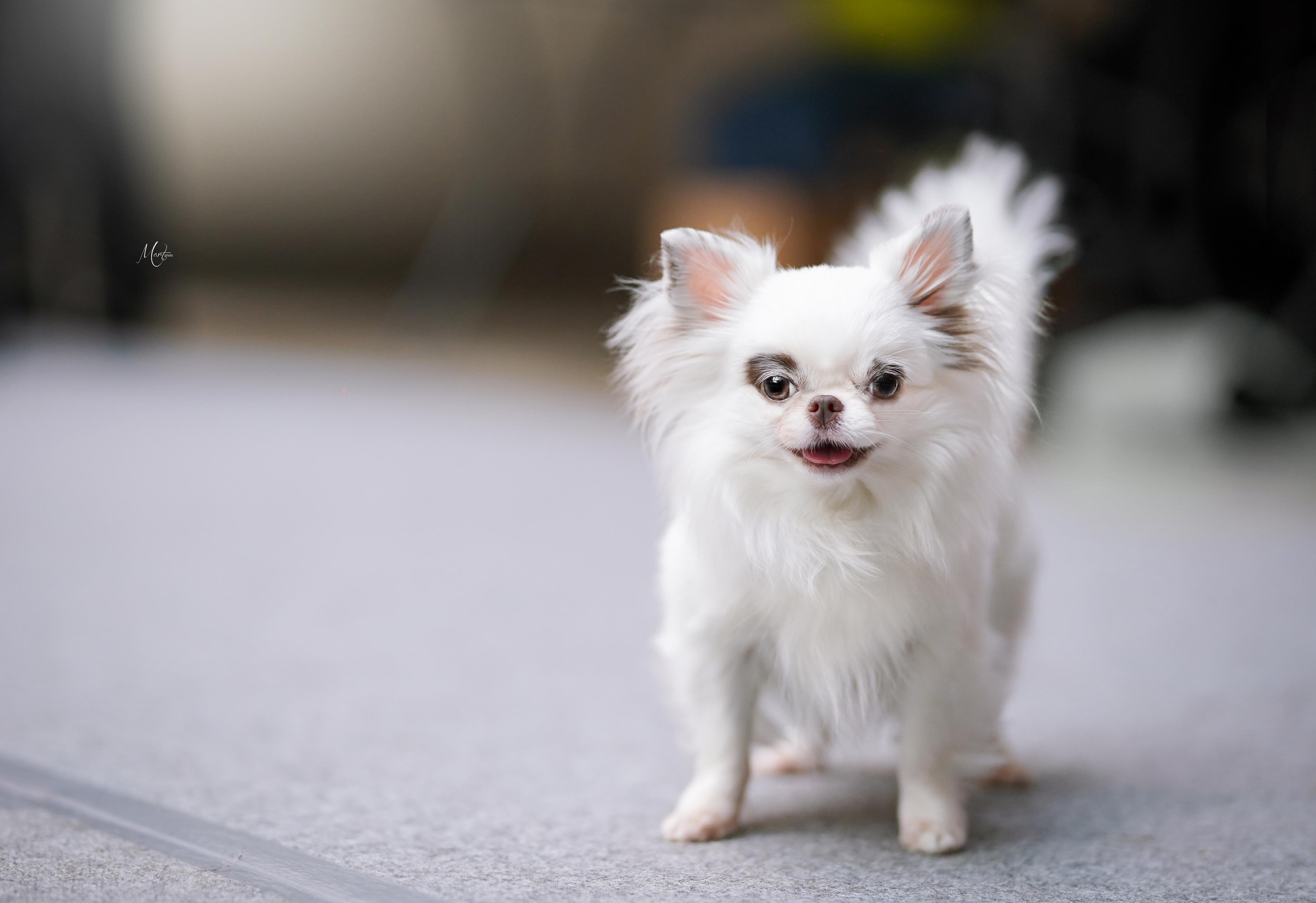 Экстерьерная съемка 2023. Фотограф-анималист в Санкт-Петербурге Яна Мартынова