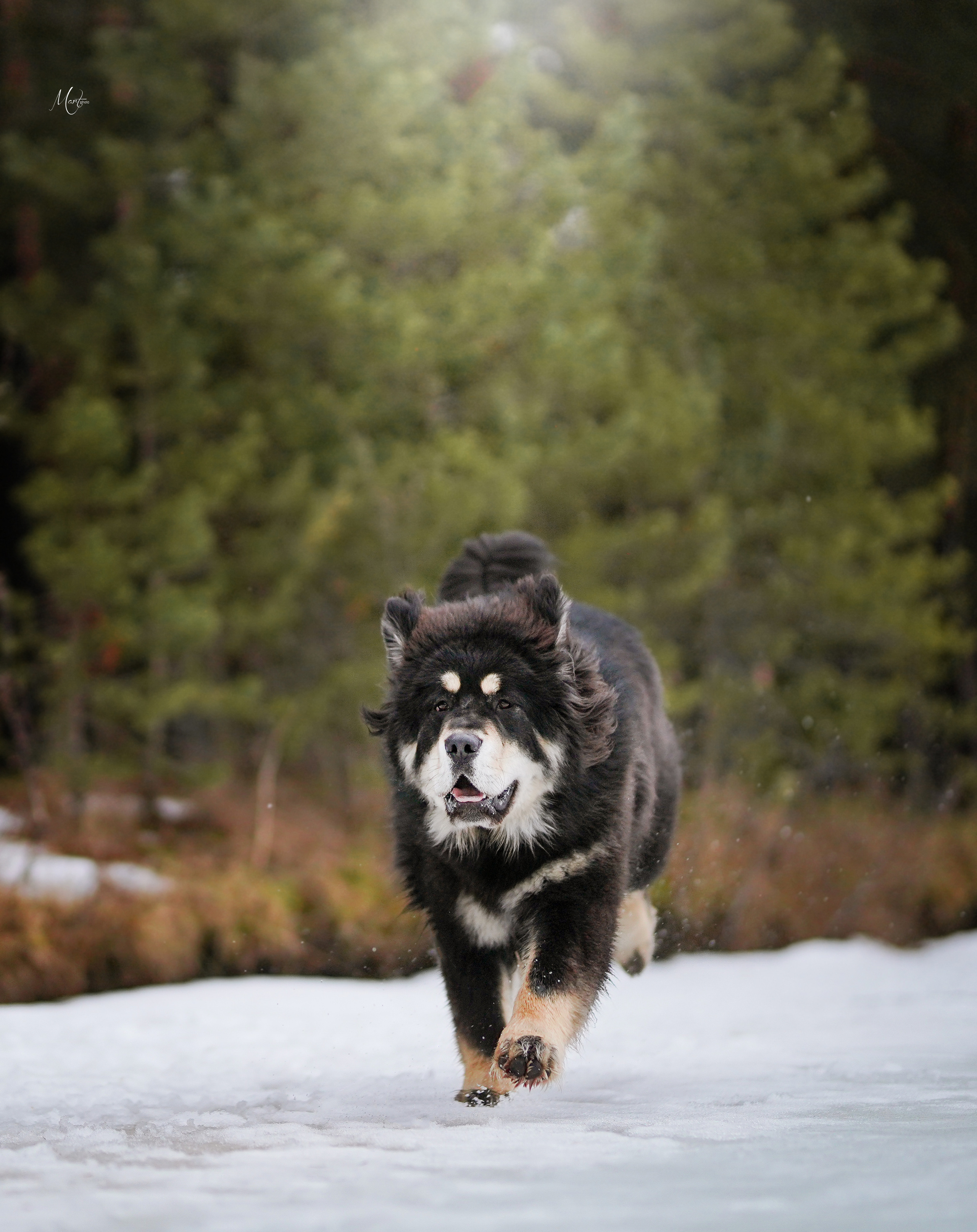 Тибеты. Фотограф-анималист в Санкт-Петербурге Яна Мартынова