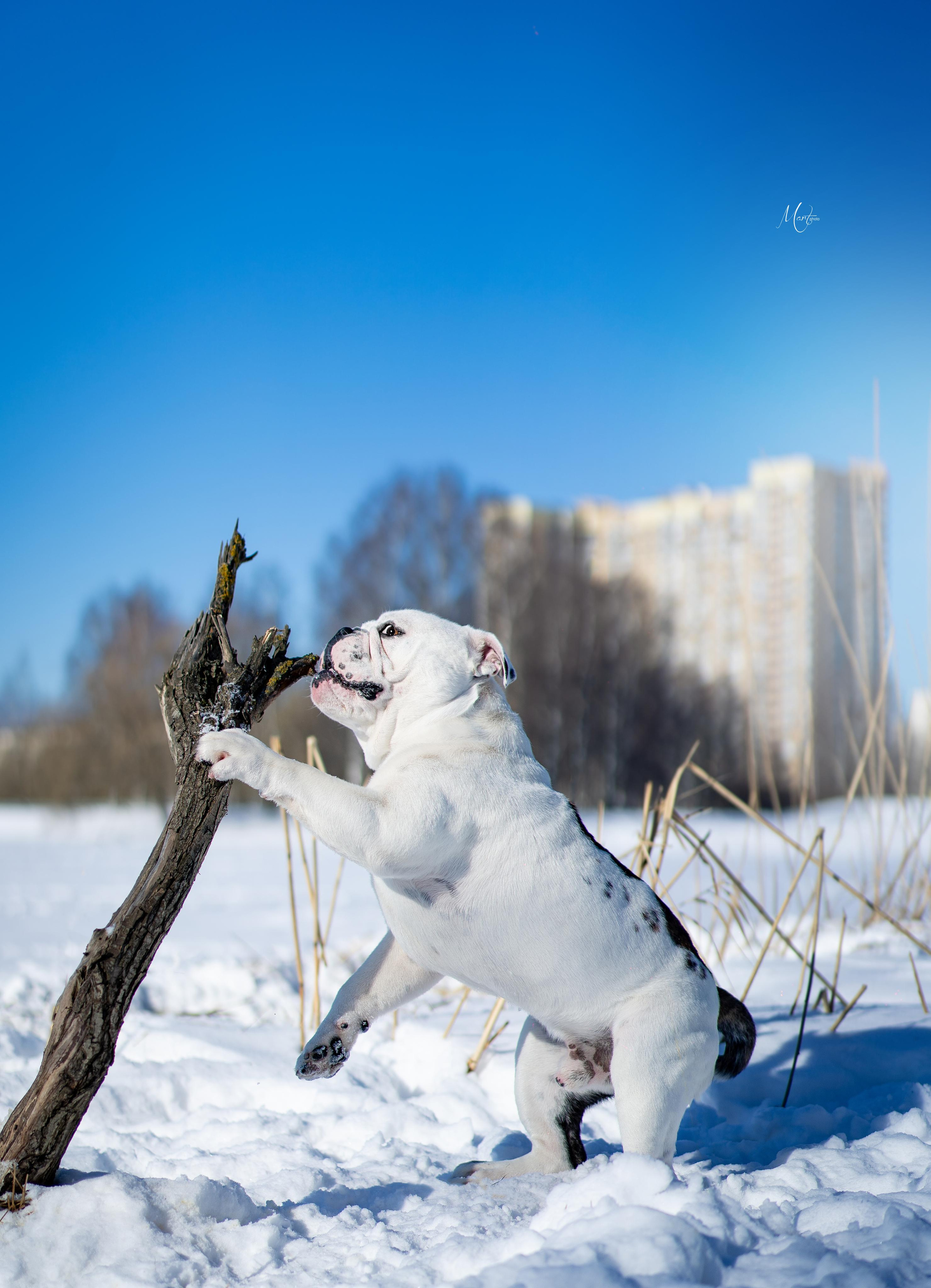 Наташа и Прайм. Фотограф-анималист в Санкт-Петербурге Яна Мартынова