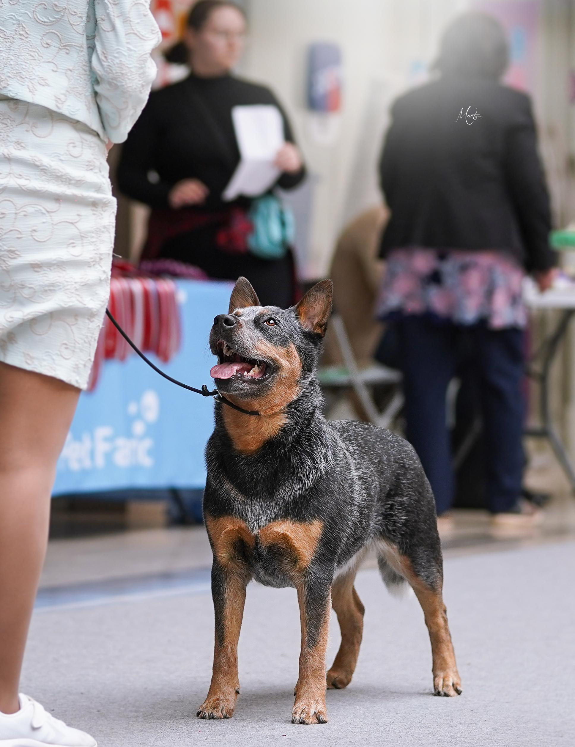 Выставки 2023. Фотограф-анималист в Санкт-Петербурге Яна Мартынова