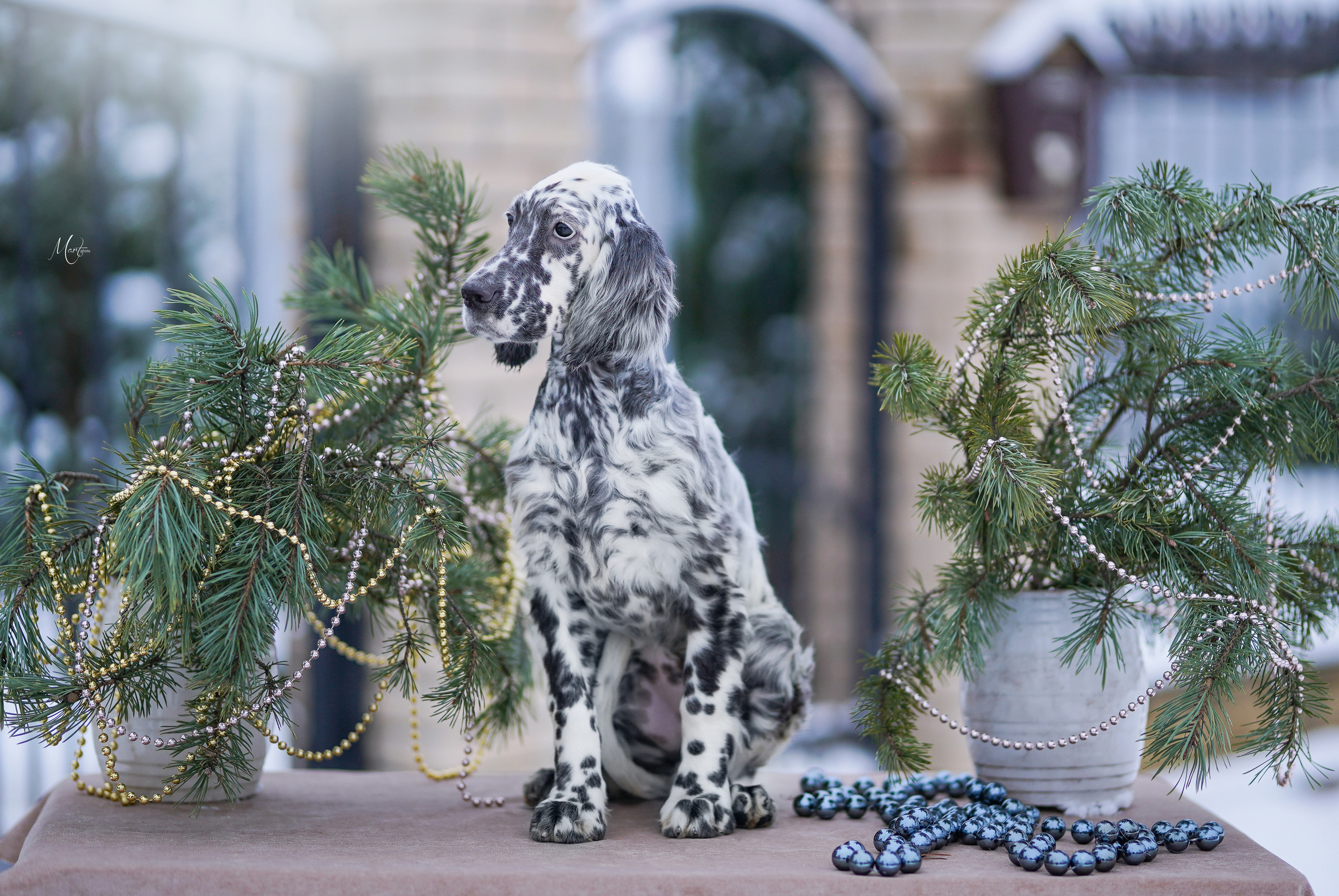 Щенки английского сеттера. Фотограф-анималист в Санкт-Петербурге Яна Мартынова