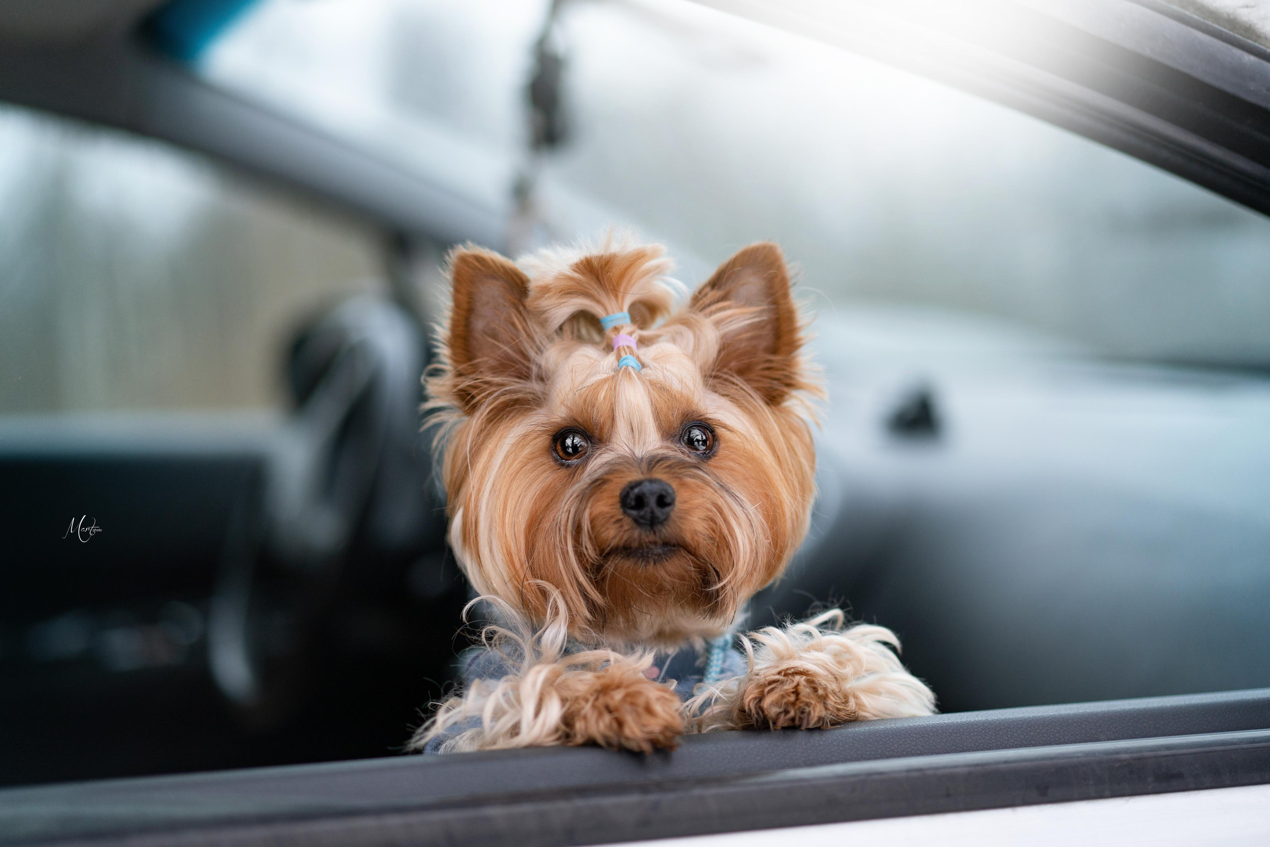 Эффи, Юни зима 23'. Фотограф-анималист в Санкт-Петербурге Яна Мартынова