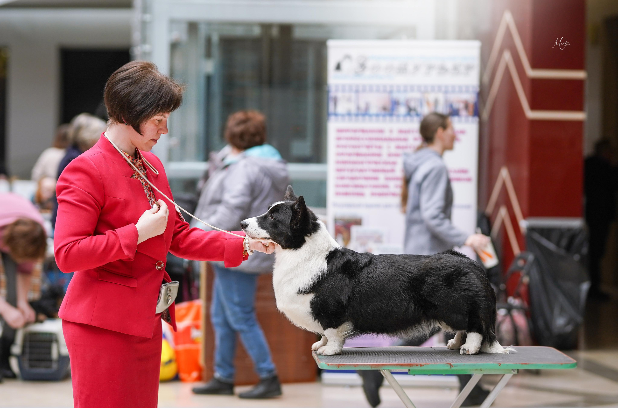 Выставки 2023. Фотограф-анималист в Санкт-Петербурге Яна Мартынова