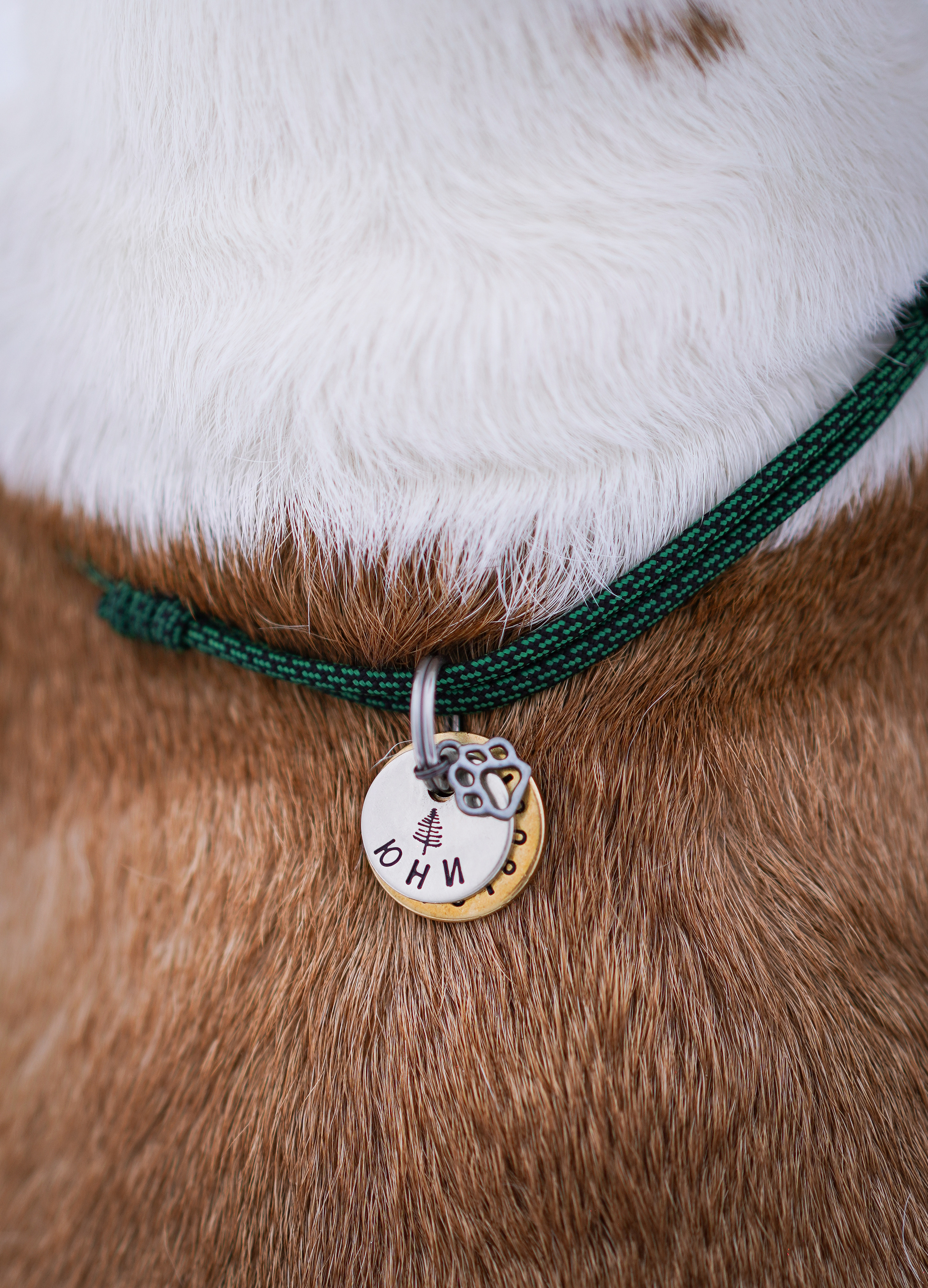 Эффи, Юни зима 23'. Фотограф-анималист в Санкт-Петербурге Яна Мартынова