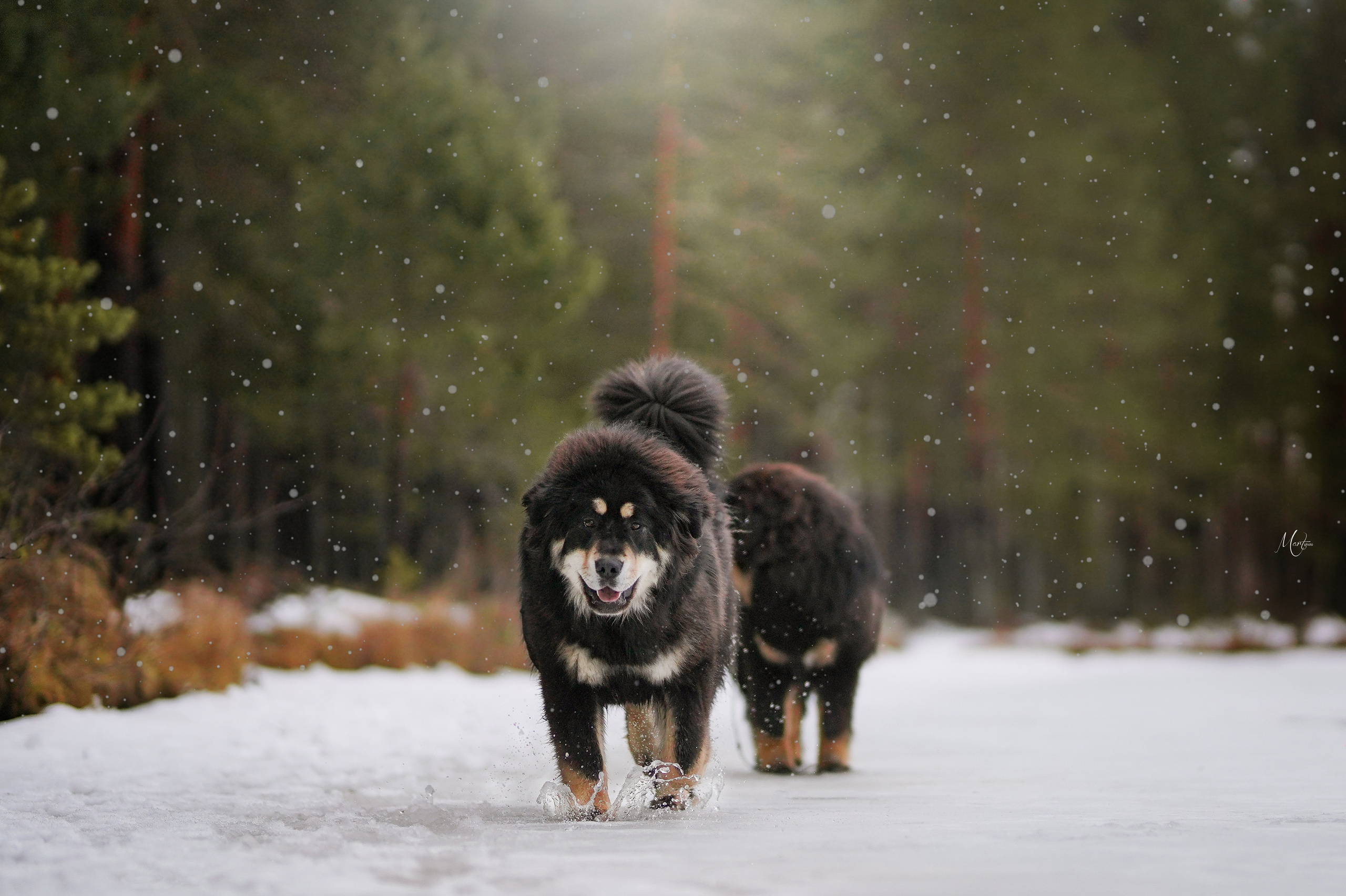 Тибеты. Фотограф-анималист в Санкт-Петербурге Яна Мартынова