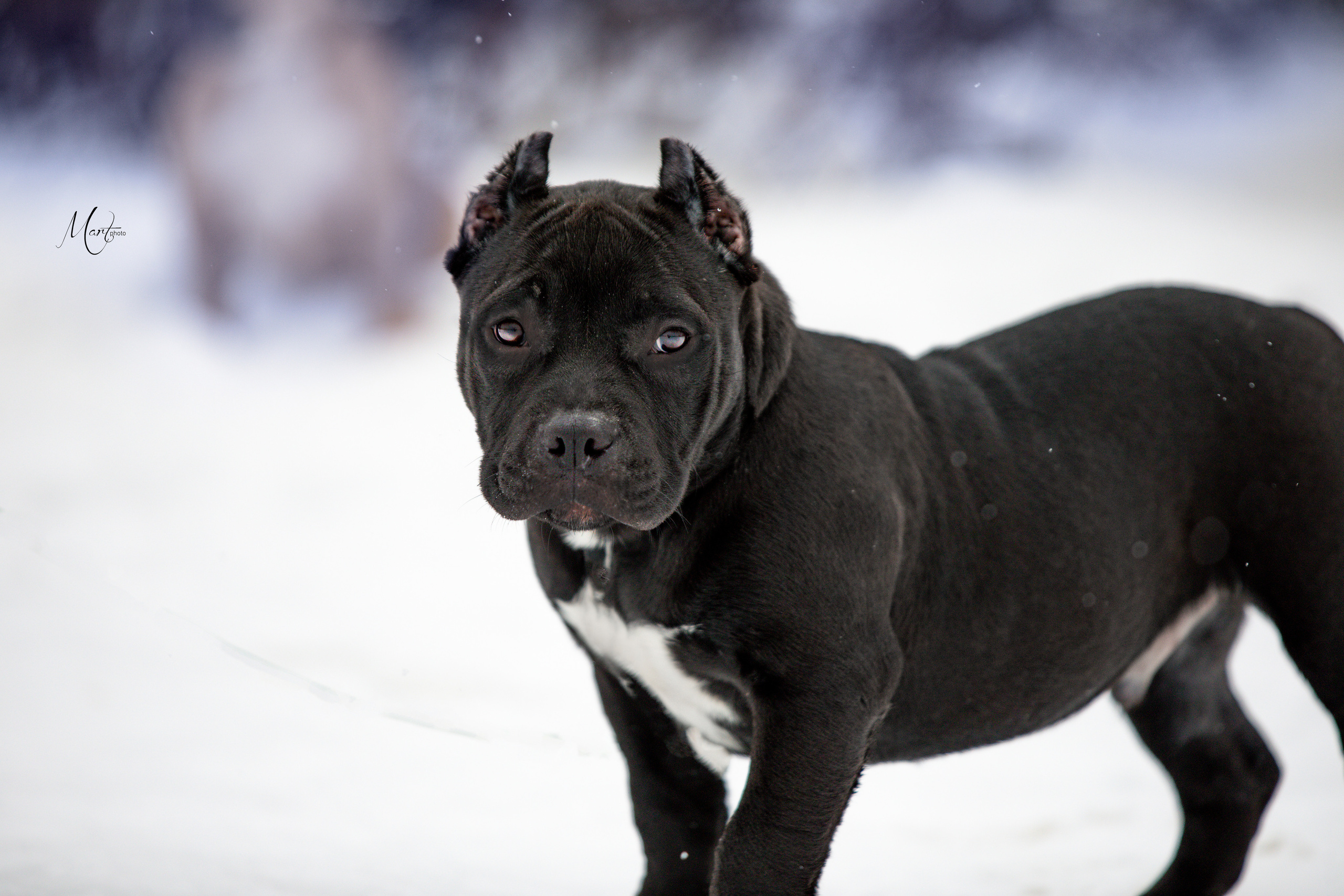 Щенки американского булли. Фотограф-анималист в Санкт-Петербурге Яна Мартынова