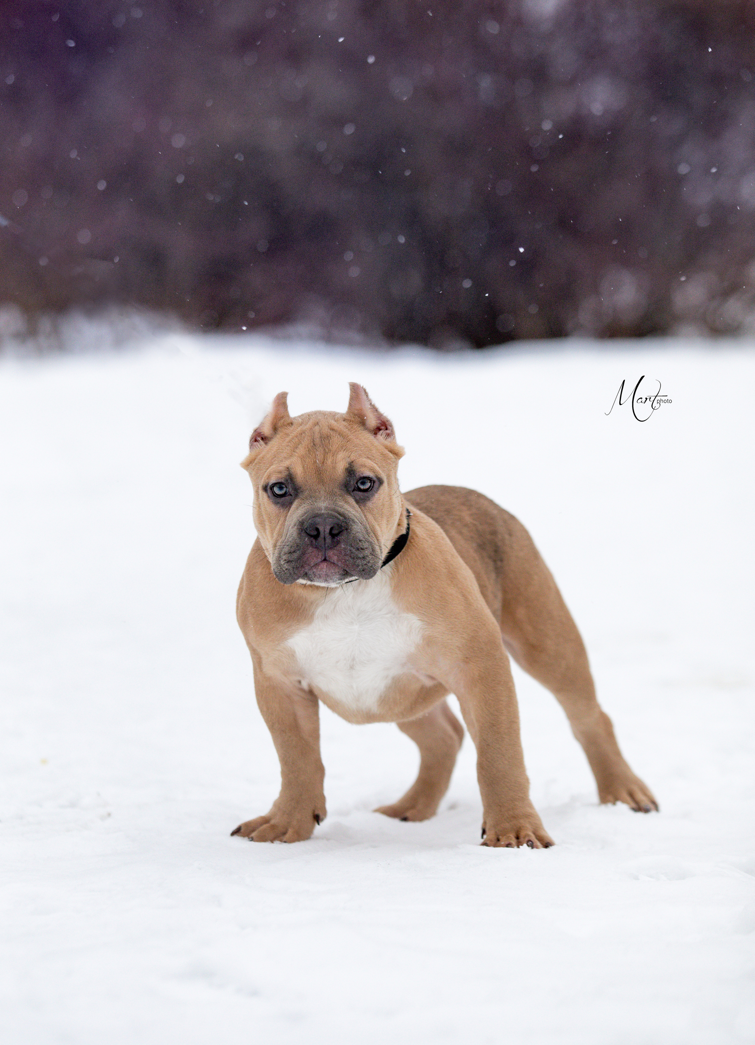 Щенки американского булли. Фотограф-анималист в Санкт-Петербурге Яна Мартынова