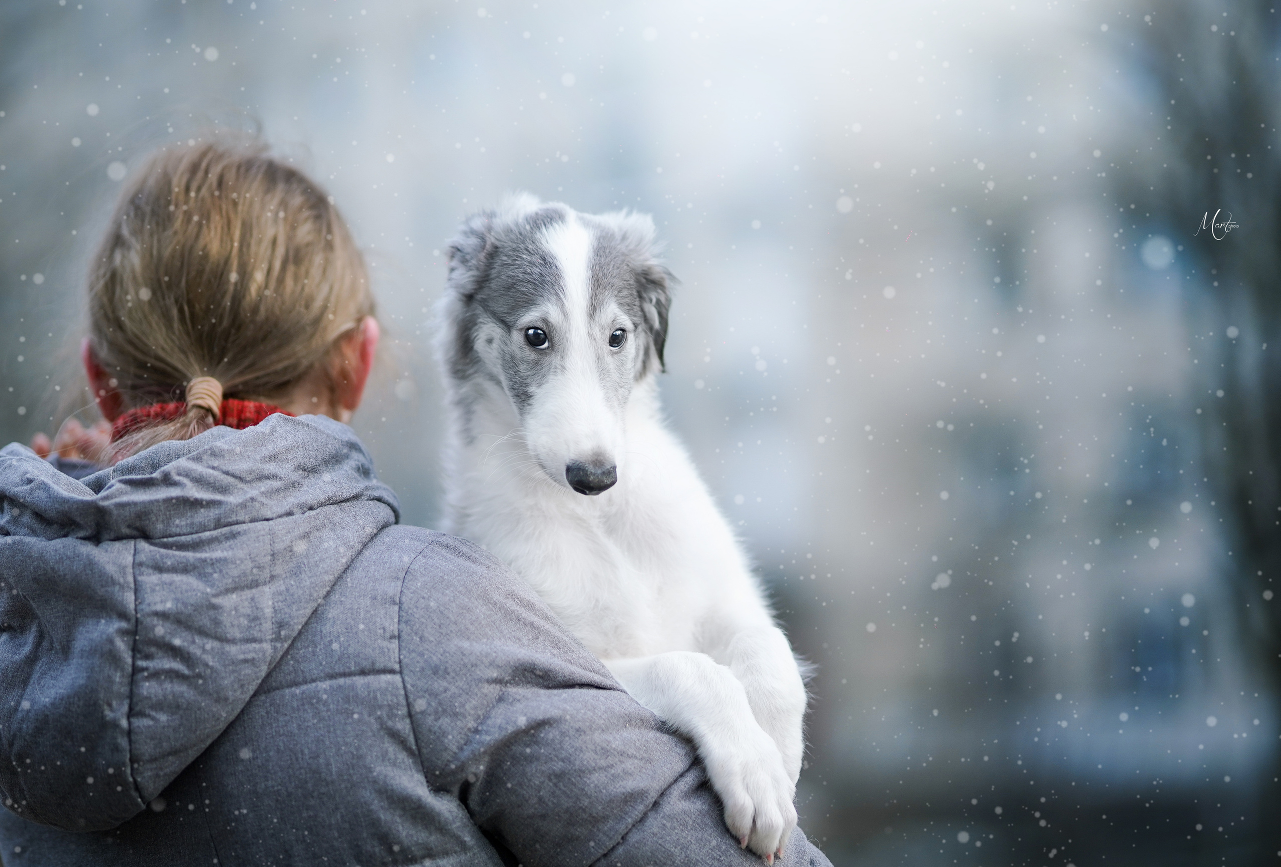 Щенки русской псовой борзой. Фотограф-анималист в Санкт-Петербурге Яна Мартынова