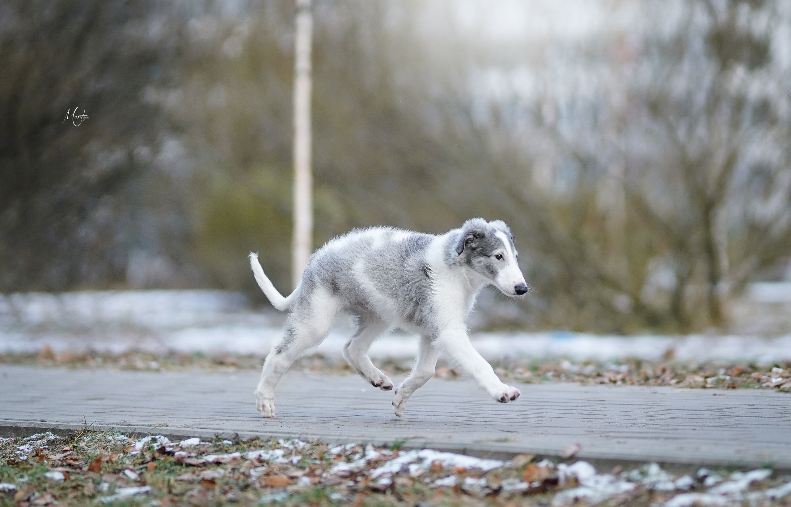 Щенки русской псовой борзой. Фотограф-анималист в Санкт-Петербурге Яна Мартынова