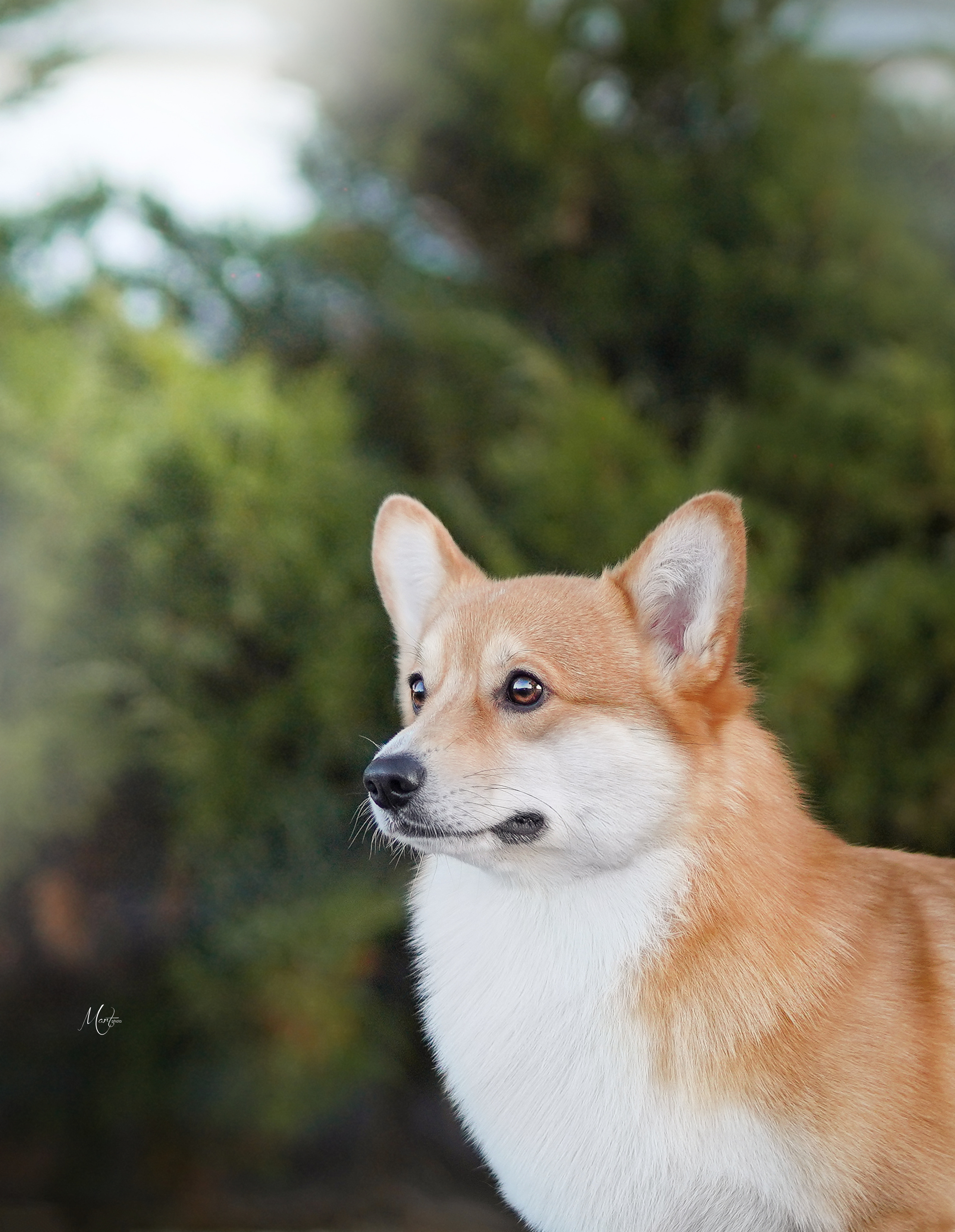 Экстерьерная съемка 2023. Фотограф-анималист в Санкт-Петербурге Яна Мартынова