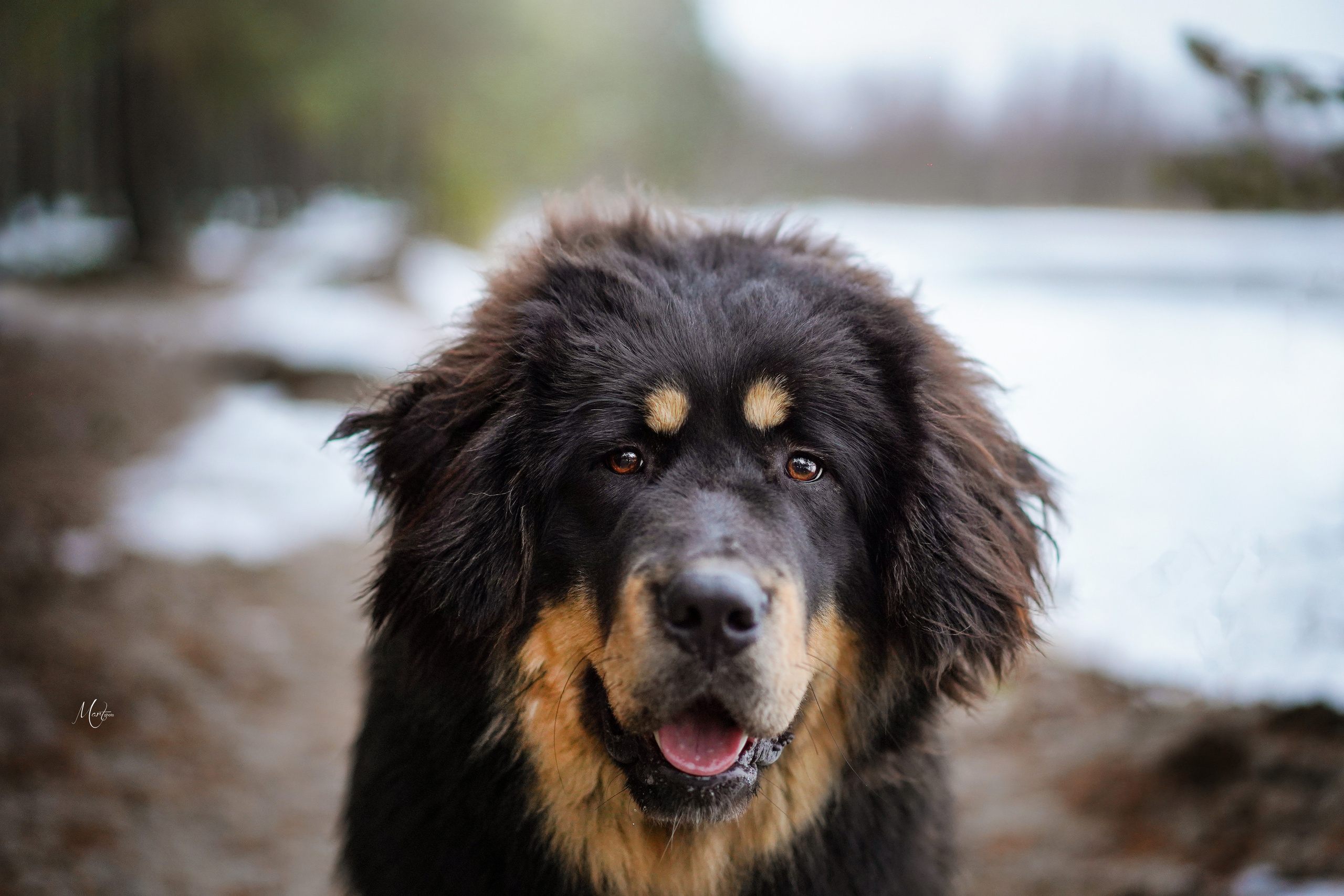 Тибеты. Фотограф-анималист в Санкт-Петербурге Яна Мартынова