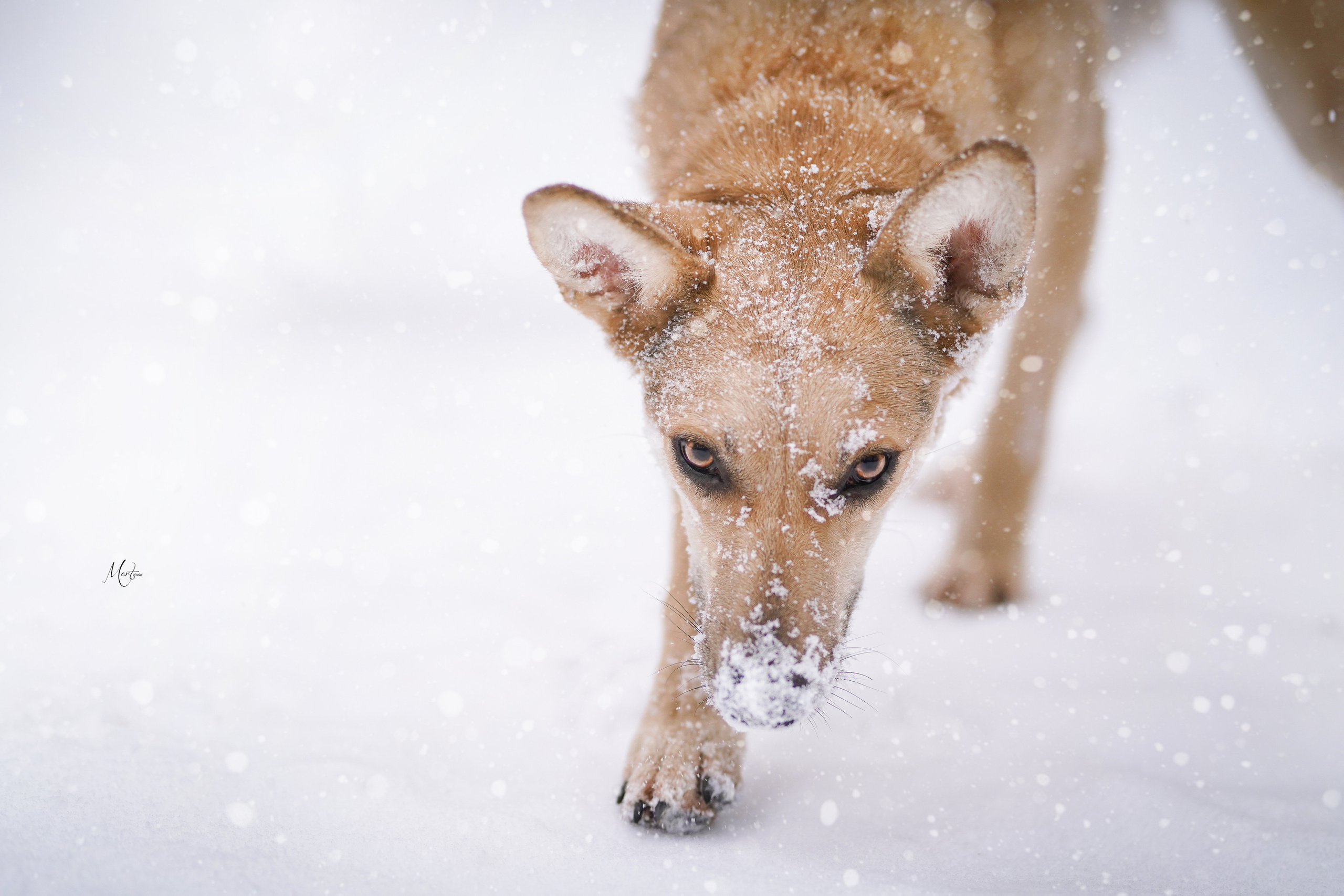 Ищут дом. Фотограф-анималист в Санкт-Петербурге Яна Мартынова