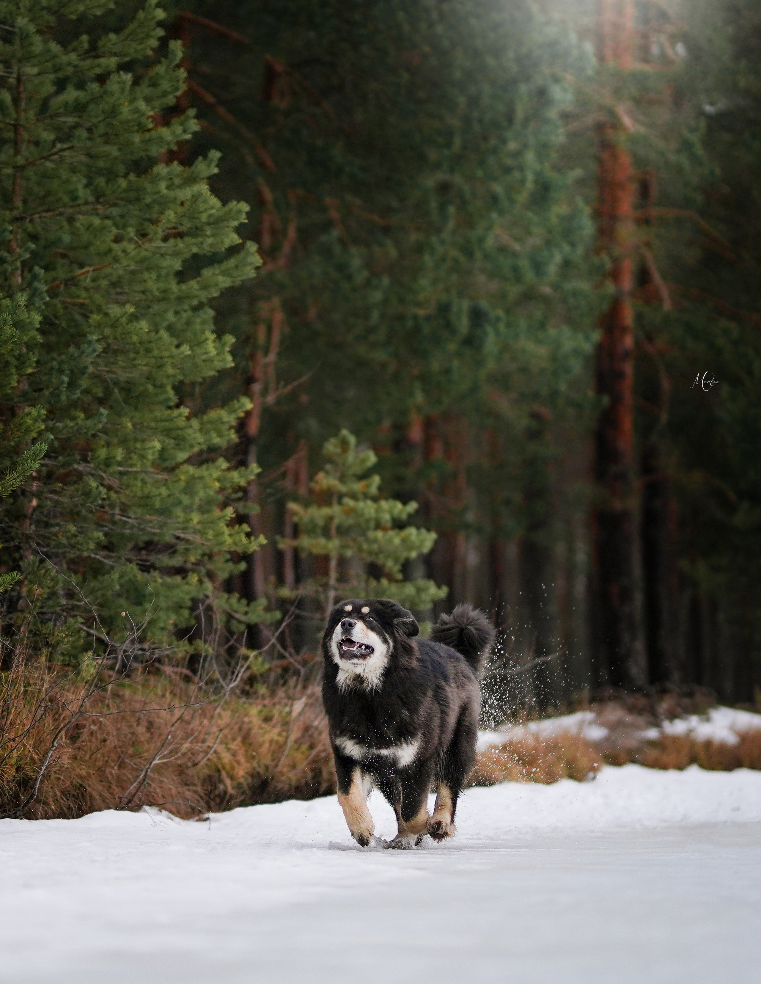 Тибеты. Фотограф-анималист в Санкт-Петербурге Яна Мартынова