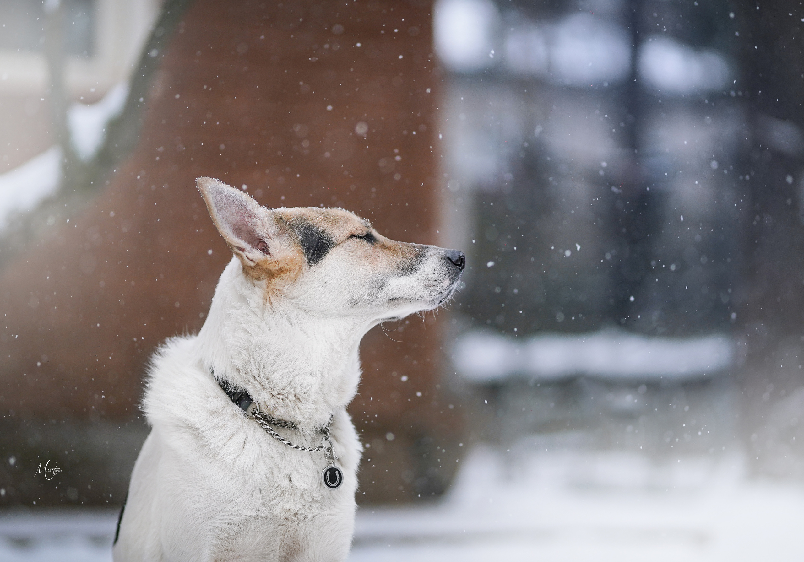 Ищут дом. Фотограф-анималист в Санкт-Петербурге Яна Мартынова
