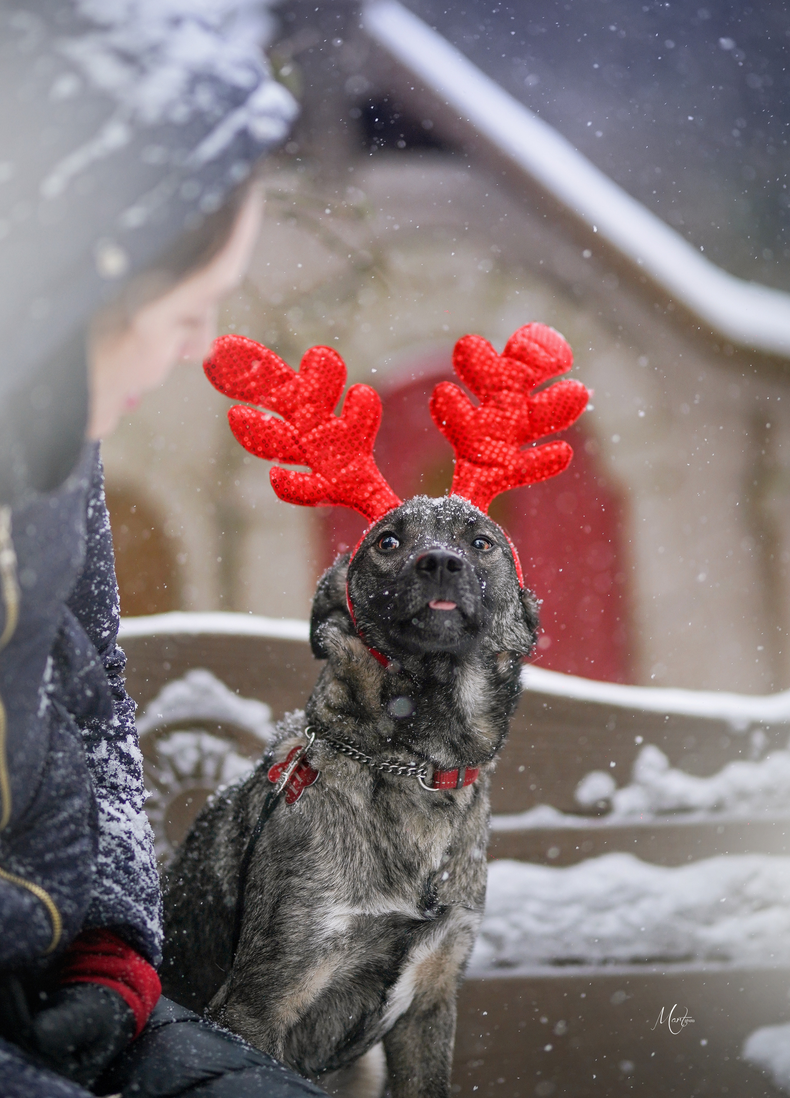 Ищут дом. Фотограф-анималист в Санкт-Петербурге Яна Мартынова