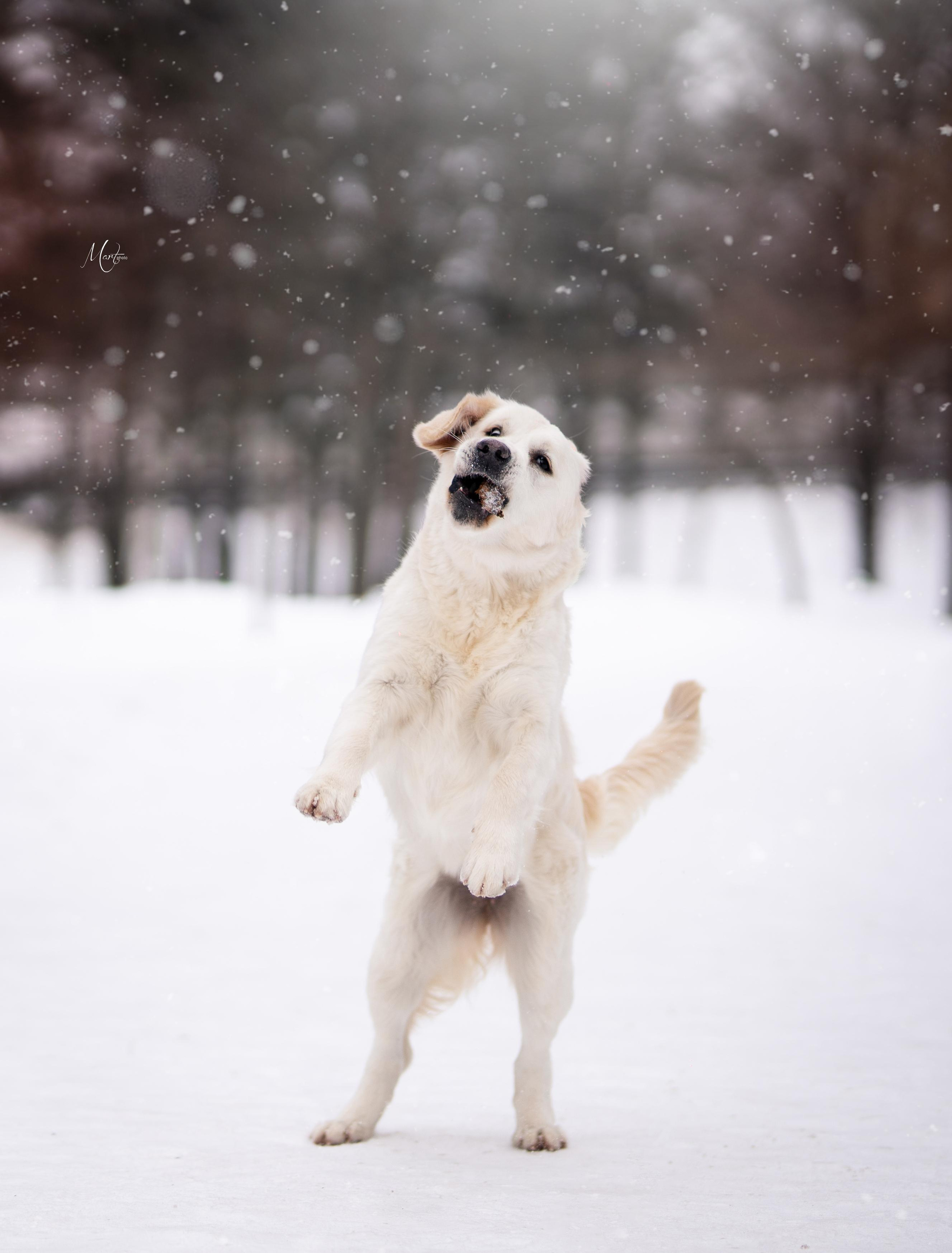 Татьяна и голдены. Фотограф-анималист в Санкт-Петербурге Яна Мартынова