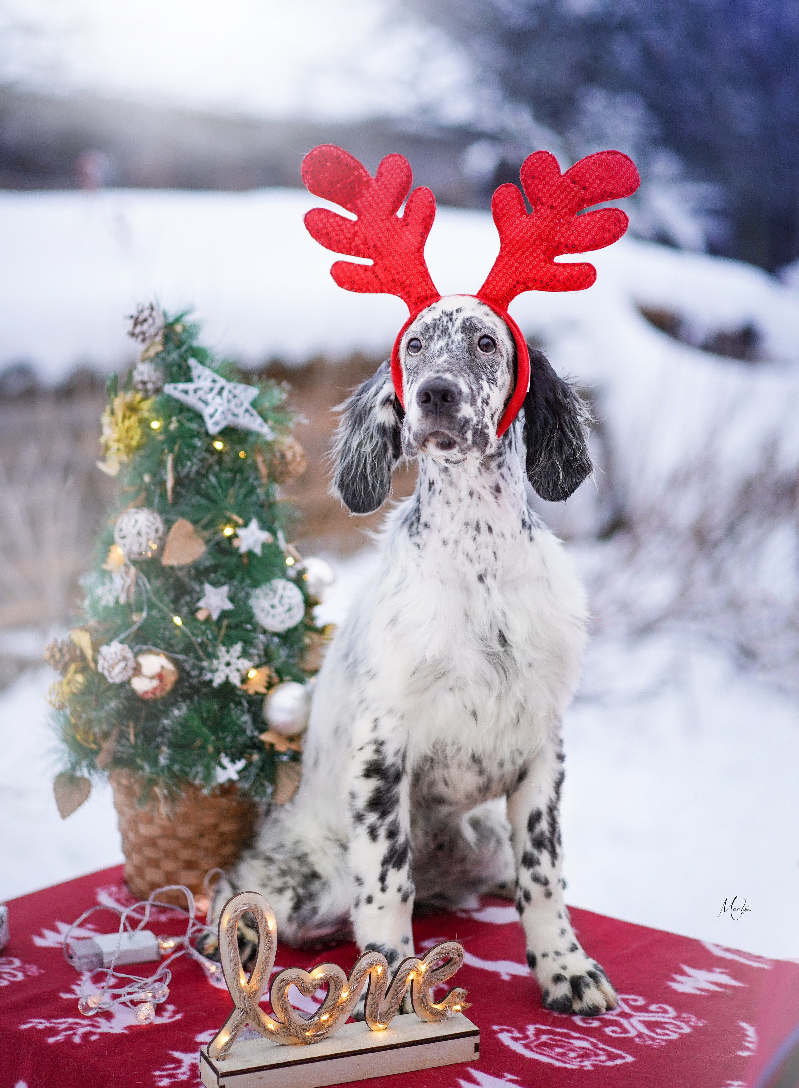 Щенки английского сеттера. Фотограф-анималист в Санкт-Петербурге Яна Мартынова