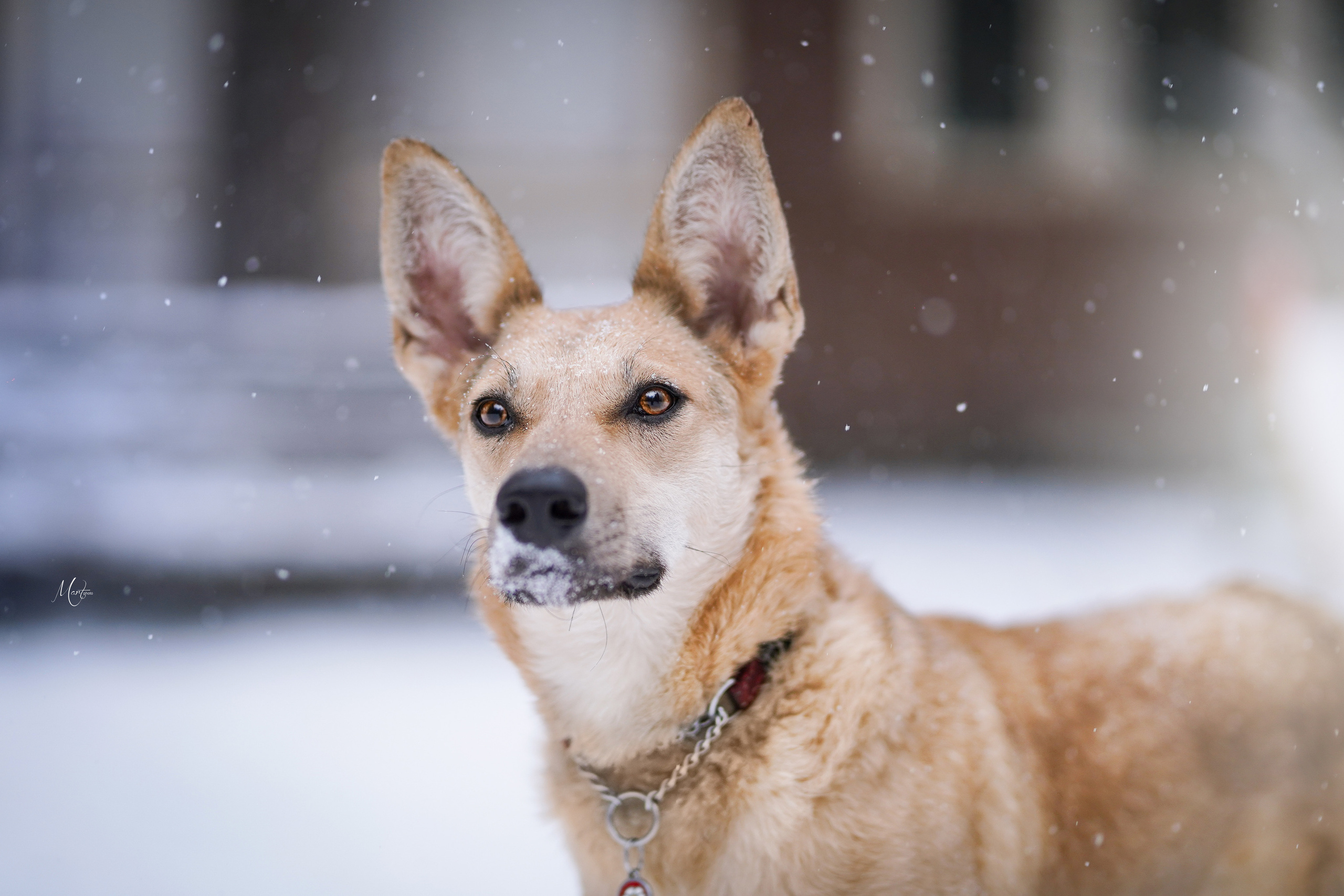 Ищут дом. Фотограф-анималист в Санкт-Петербурге Яна Мартынова