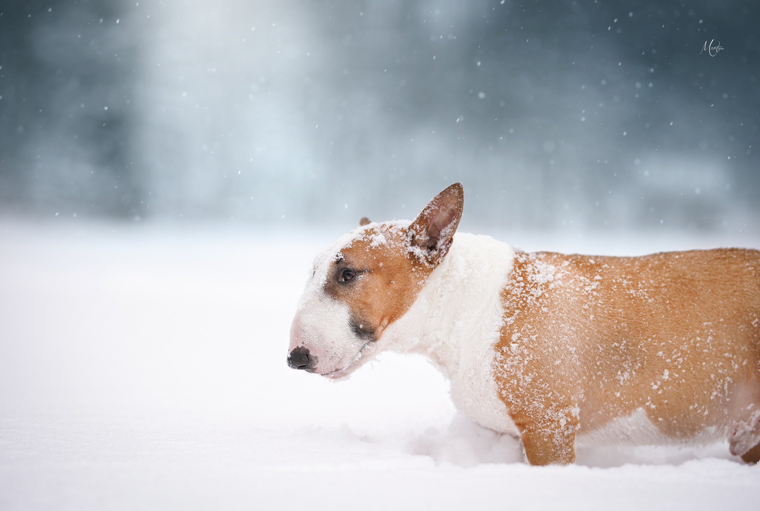 Юни зима. Фотограф-анималист в Санкт-Петербурге Яна Мартынова