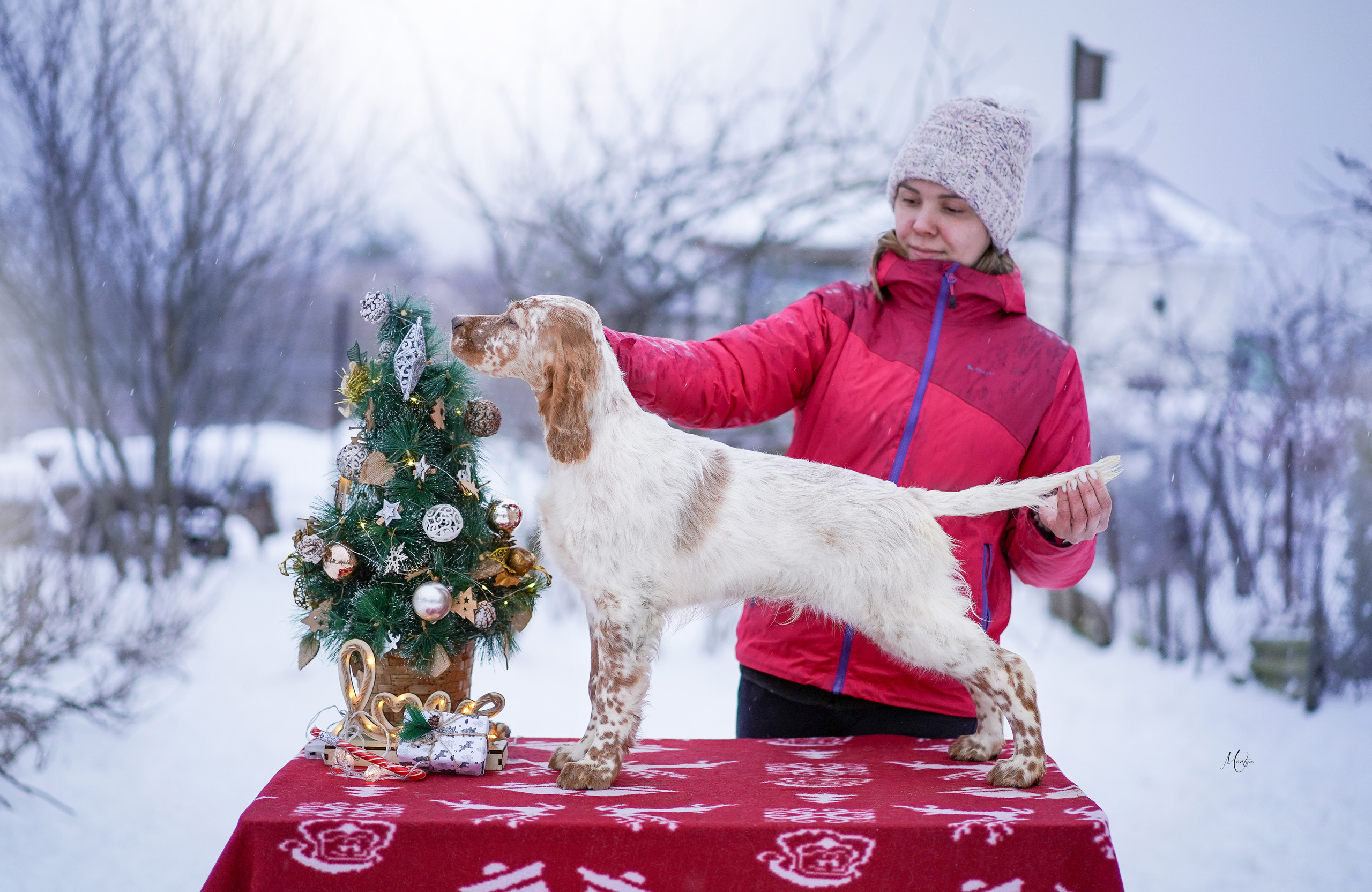 Щенки английского сеттера. Фотограф-анималист в Санкт-Петербурге Яна Мартынова