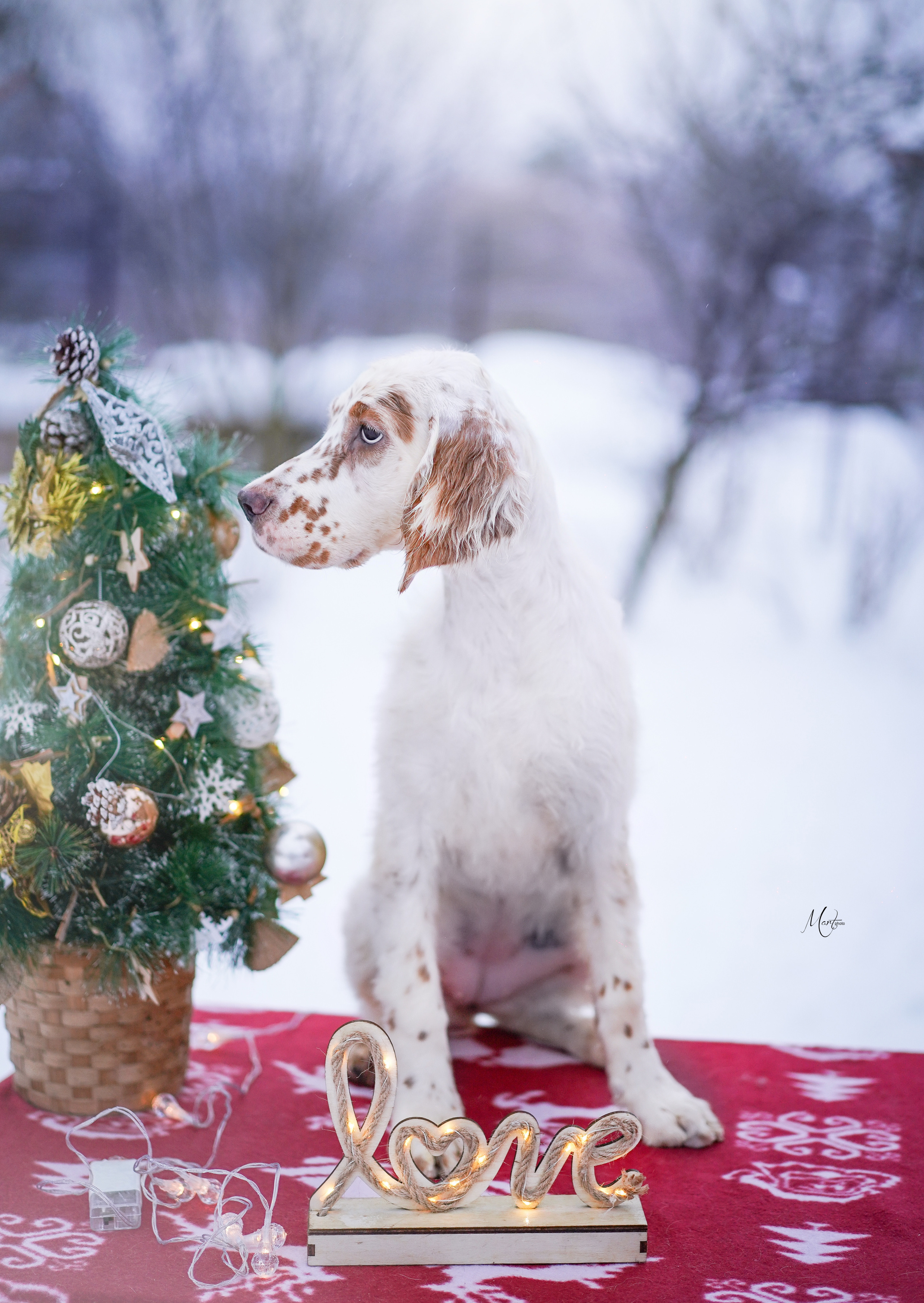 Щенки английского сеттера. Фотограф-анималист в Санкт-Петербурге Яна Мартынова