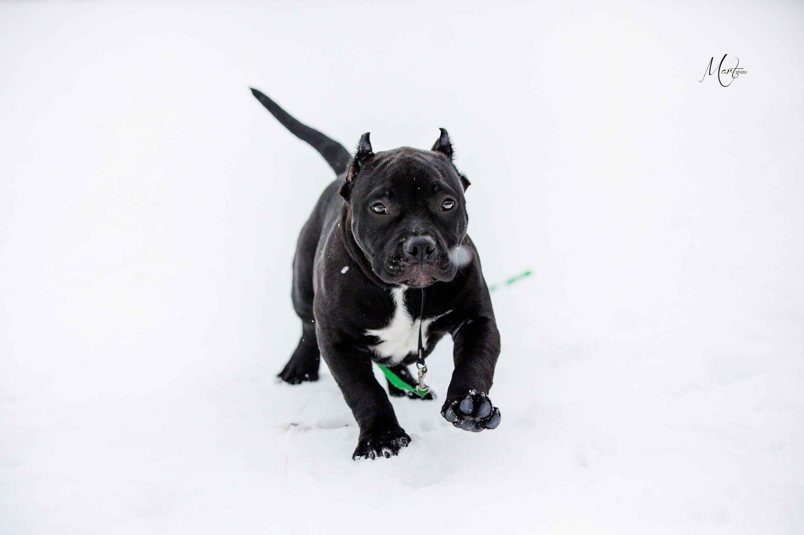 Щенки американского булли. Фотограф-анималист в Санкт-Петербурге Яна Мартынова