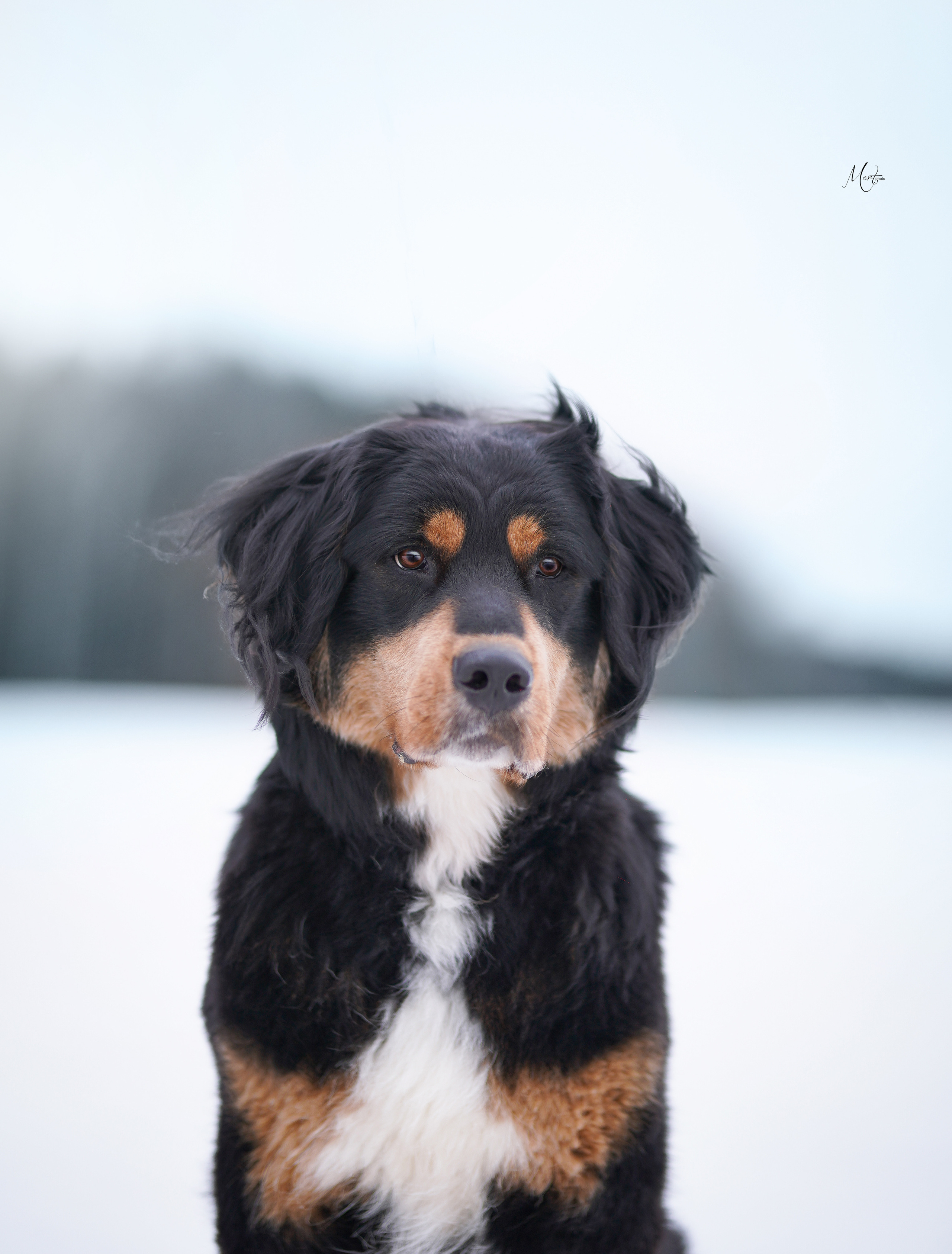 Экстерьерная съемка 2023. Фотограф-анималист в Санкт-Петербурге Яна Мартынова